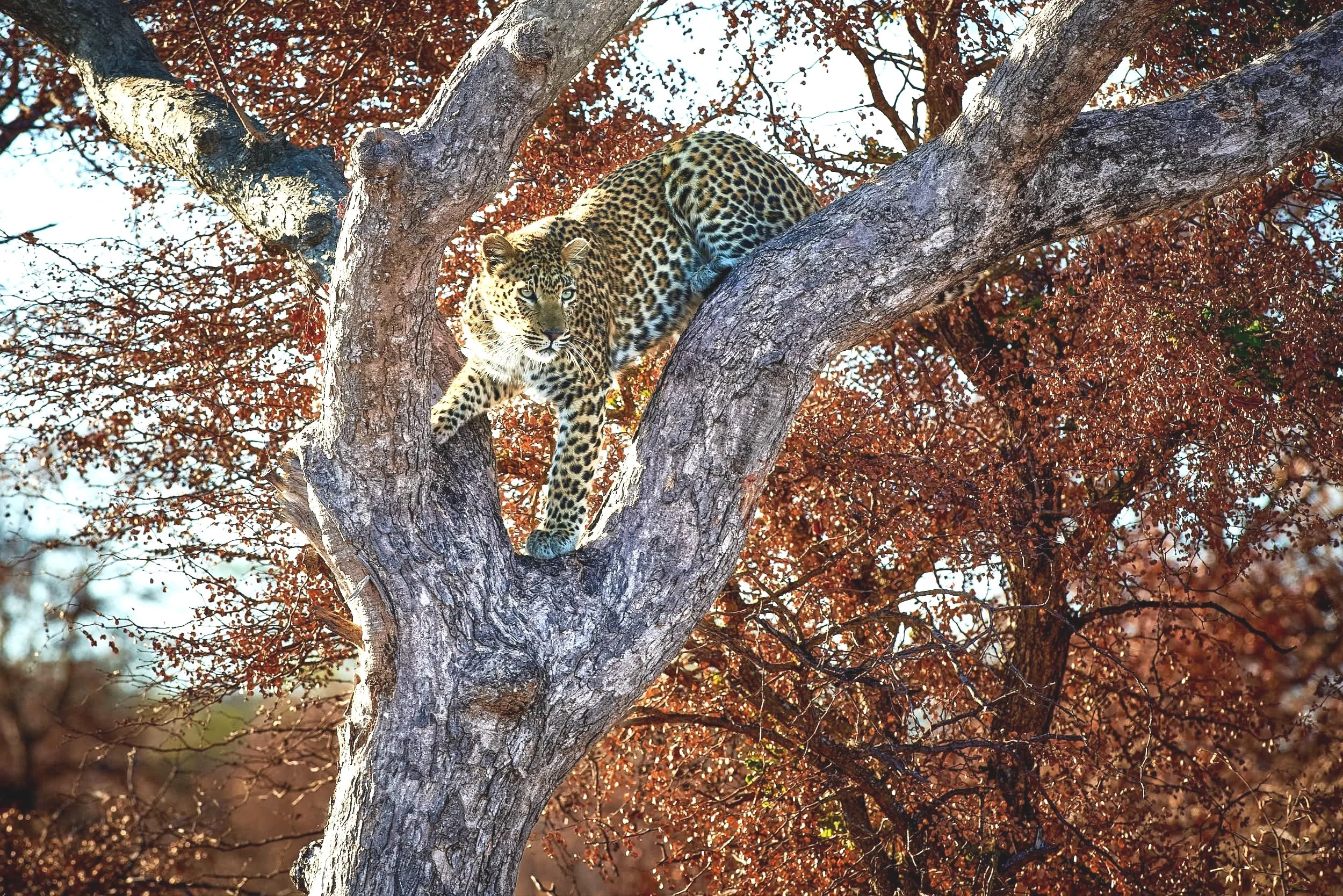davidbuddphotography-leopard-in-a-tree+.jpg