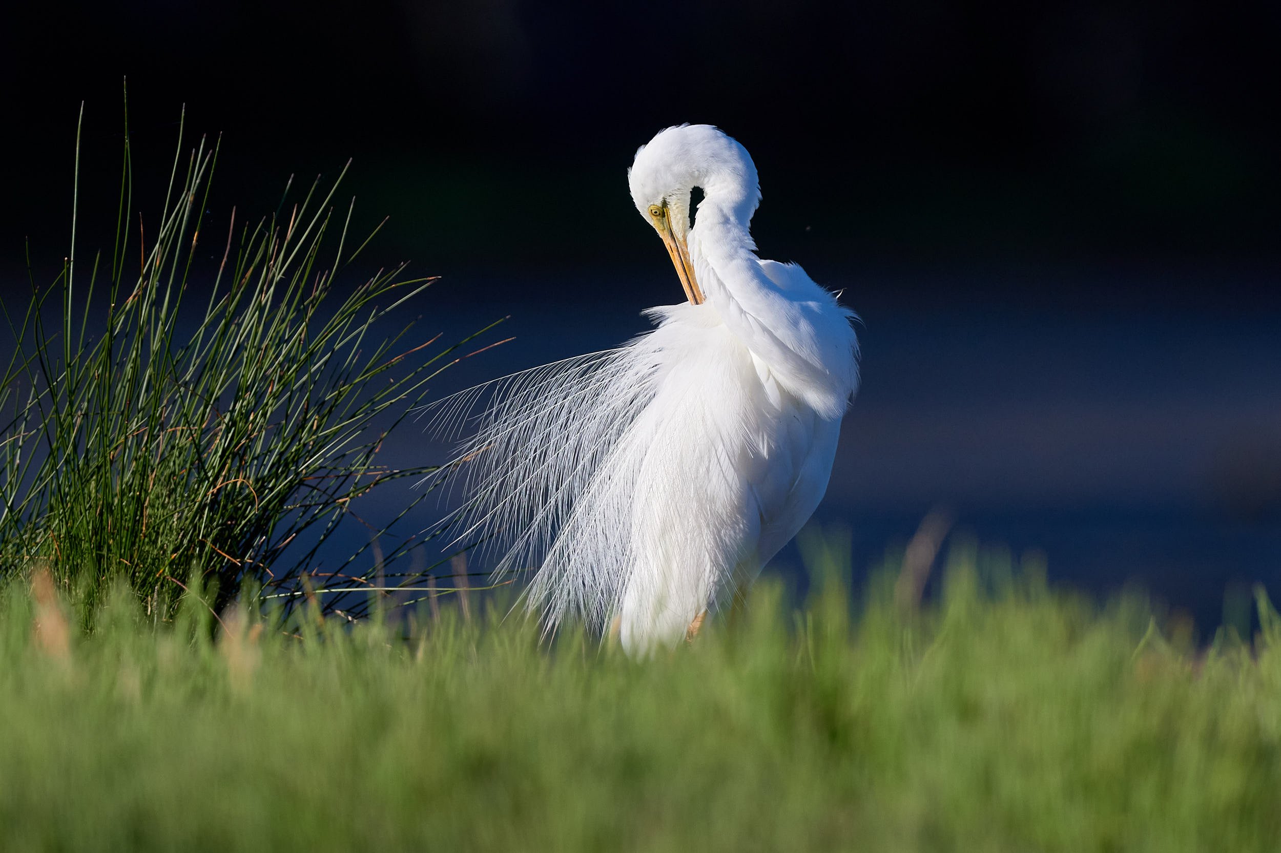 Great Egret Preening