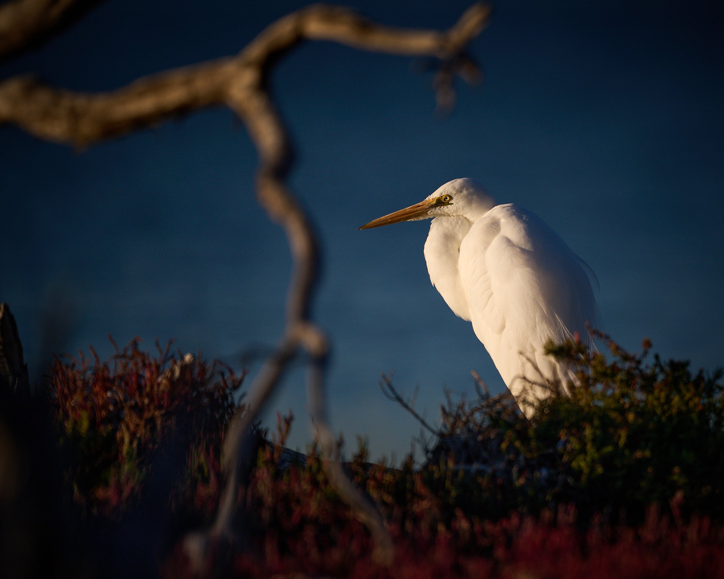Australian Great Egret early morning light on the edge of a estuary