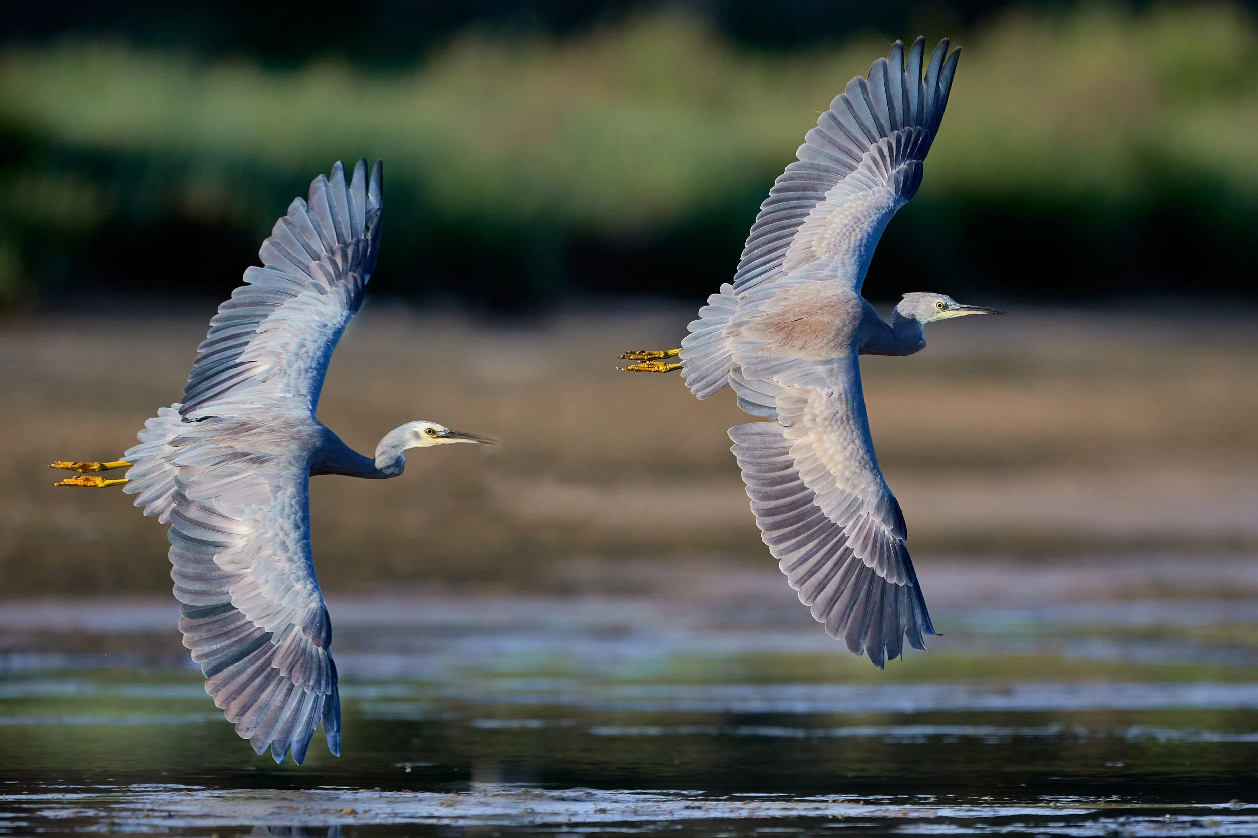 White Faced Heron's In Flight