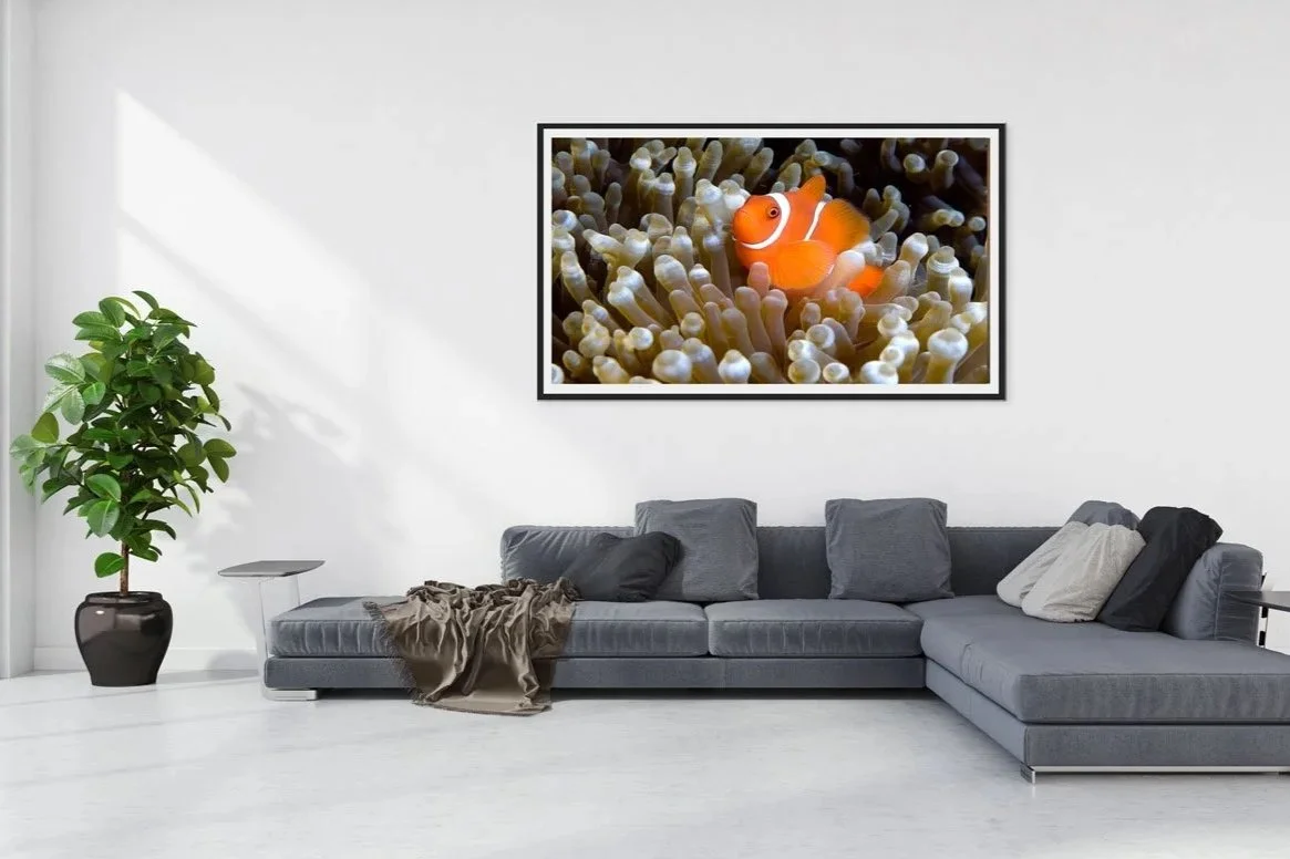 A framed picture of a clownfish on coral reef on the wall. David Budd Photography