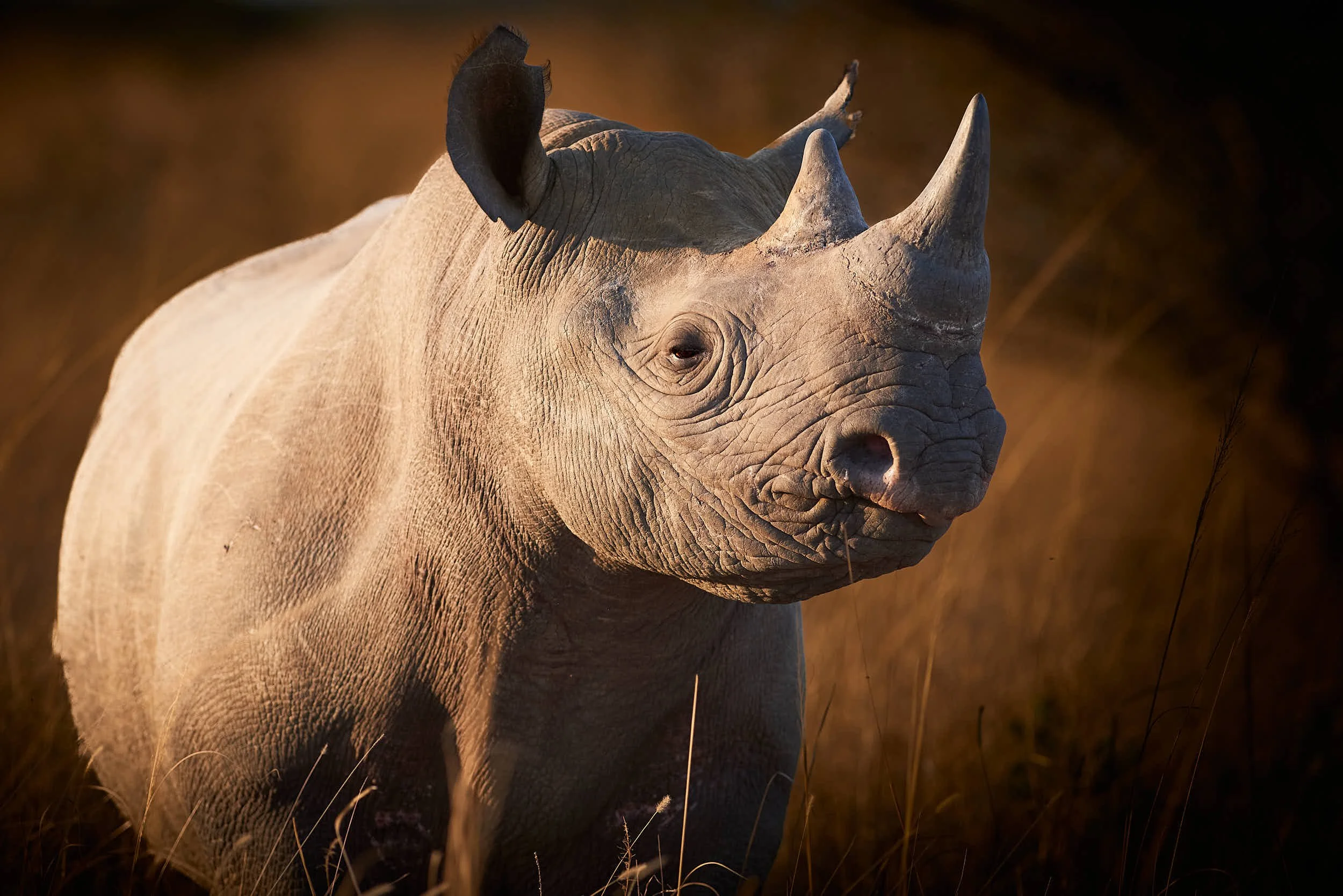 davidbuddphotography-black-rhino.jpg