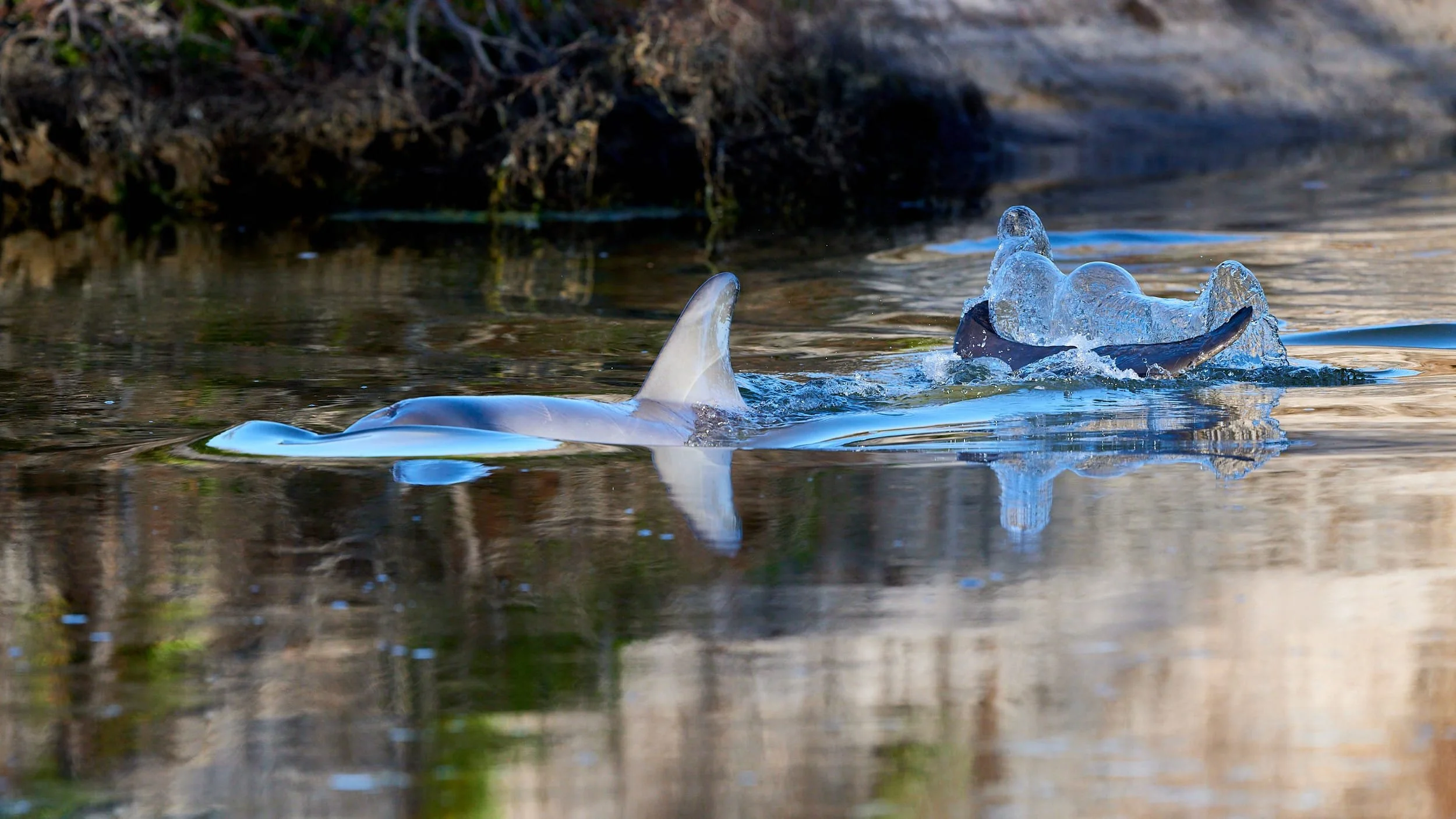 240307-indo-pacific bottlenose dolphin-02.jpg