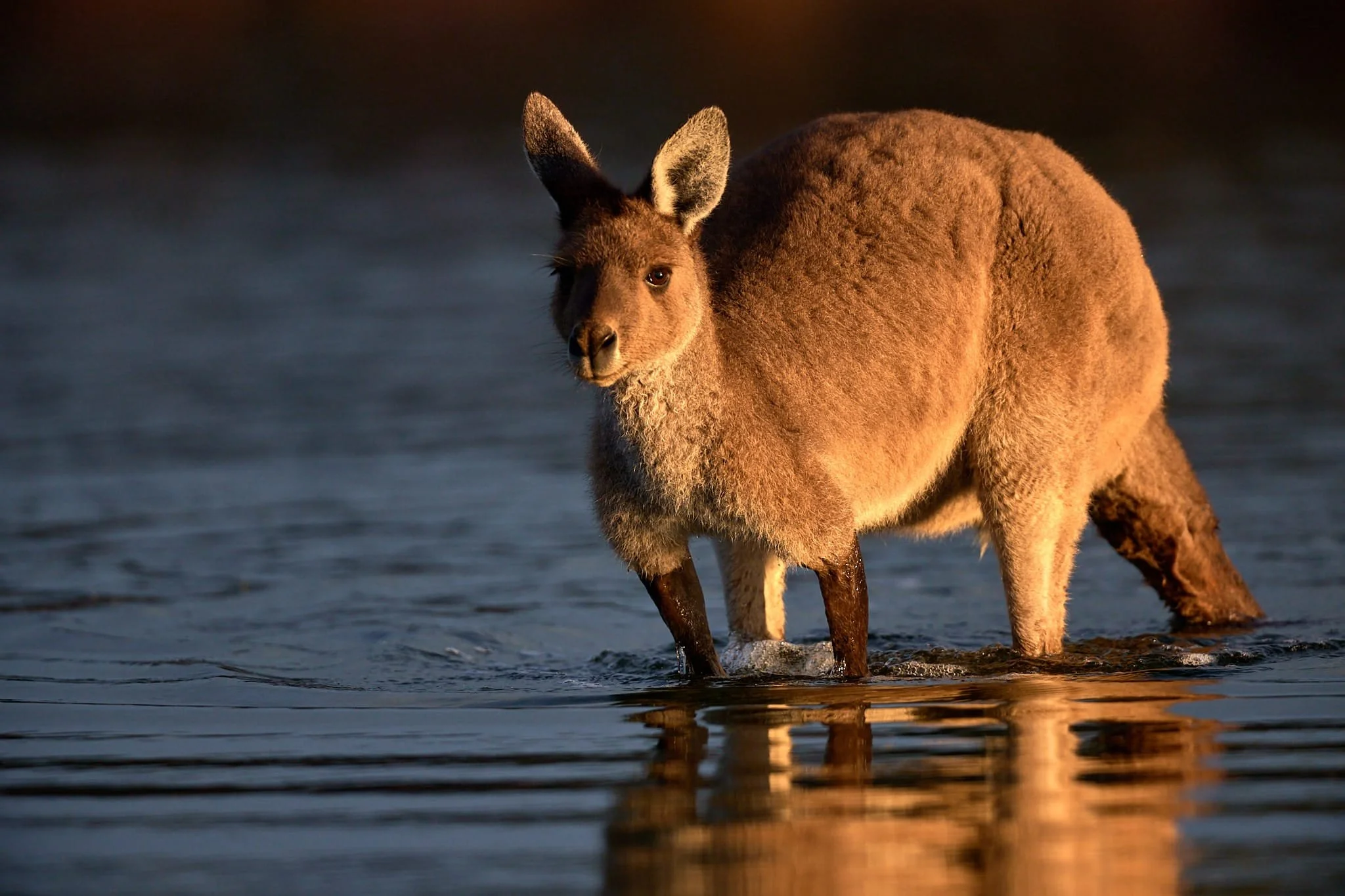 Western grey kangaroo crossing a lake