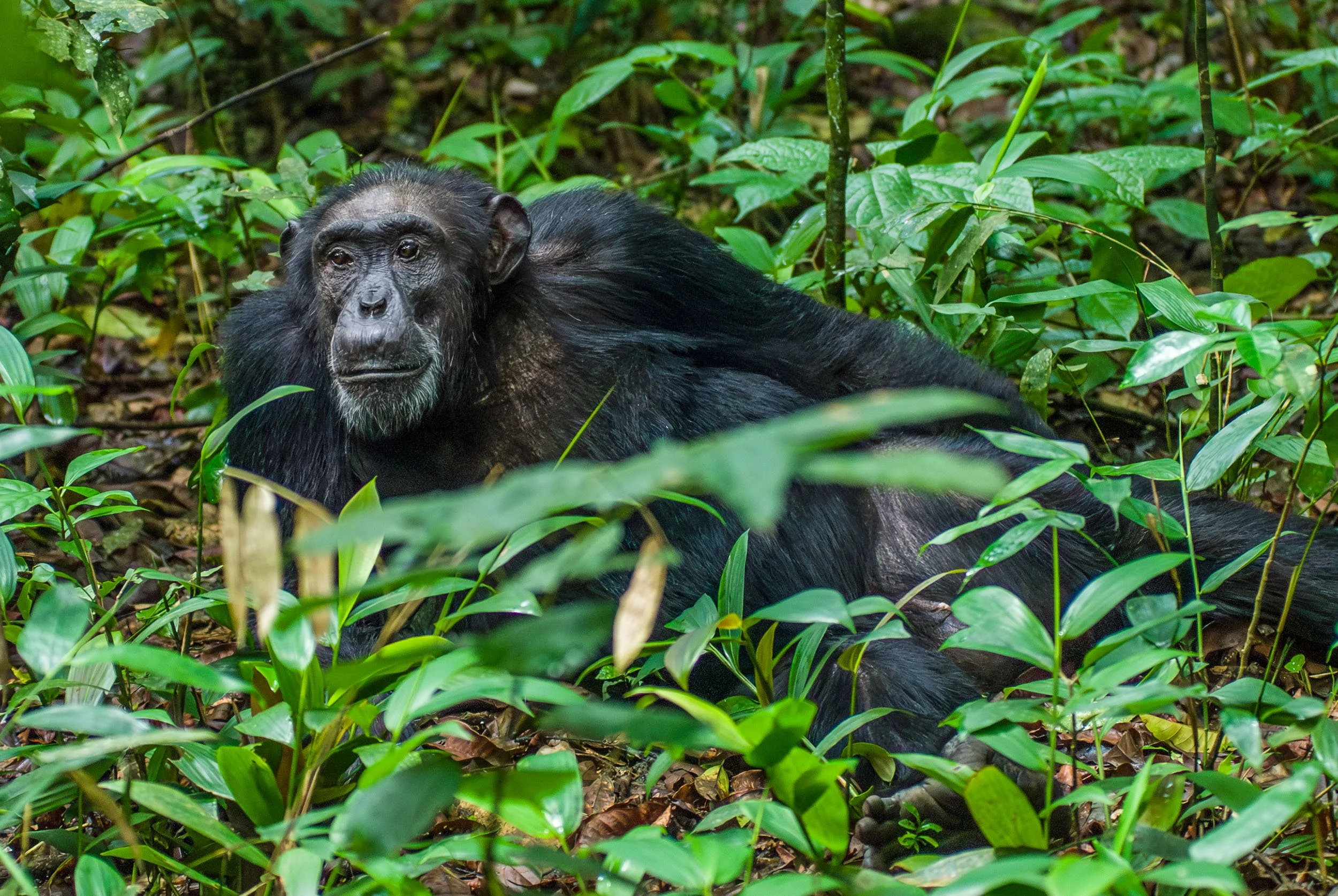 Male chimpanzee Kibale Forest, Uganda