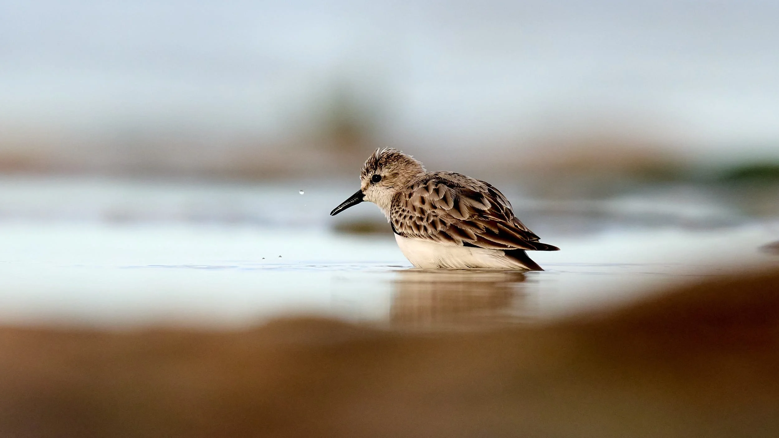 Little Stint