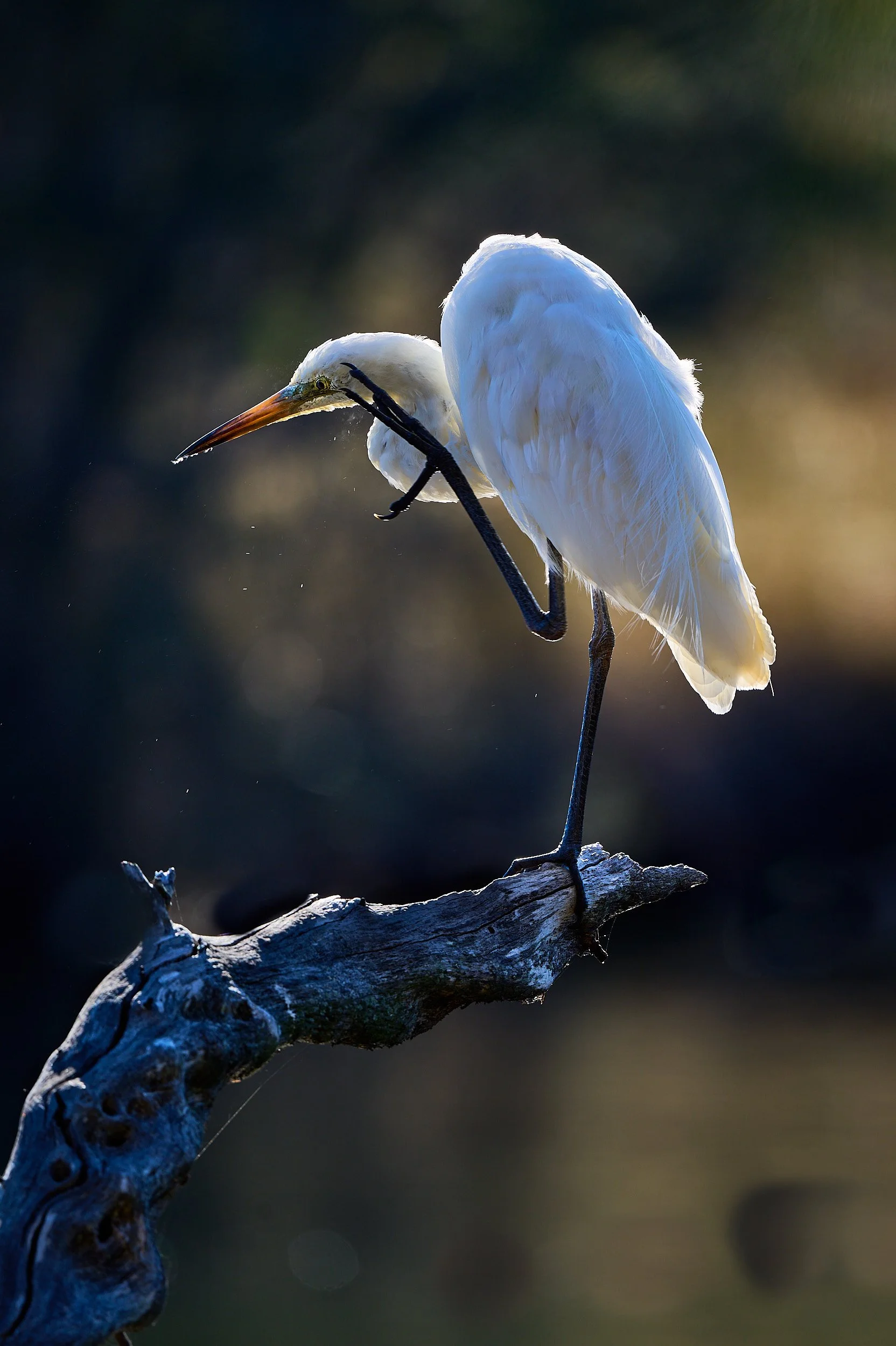 A white heron standing on a weathered branch with one leg, preening itself.