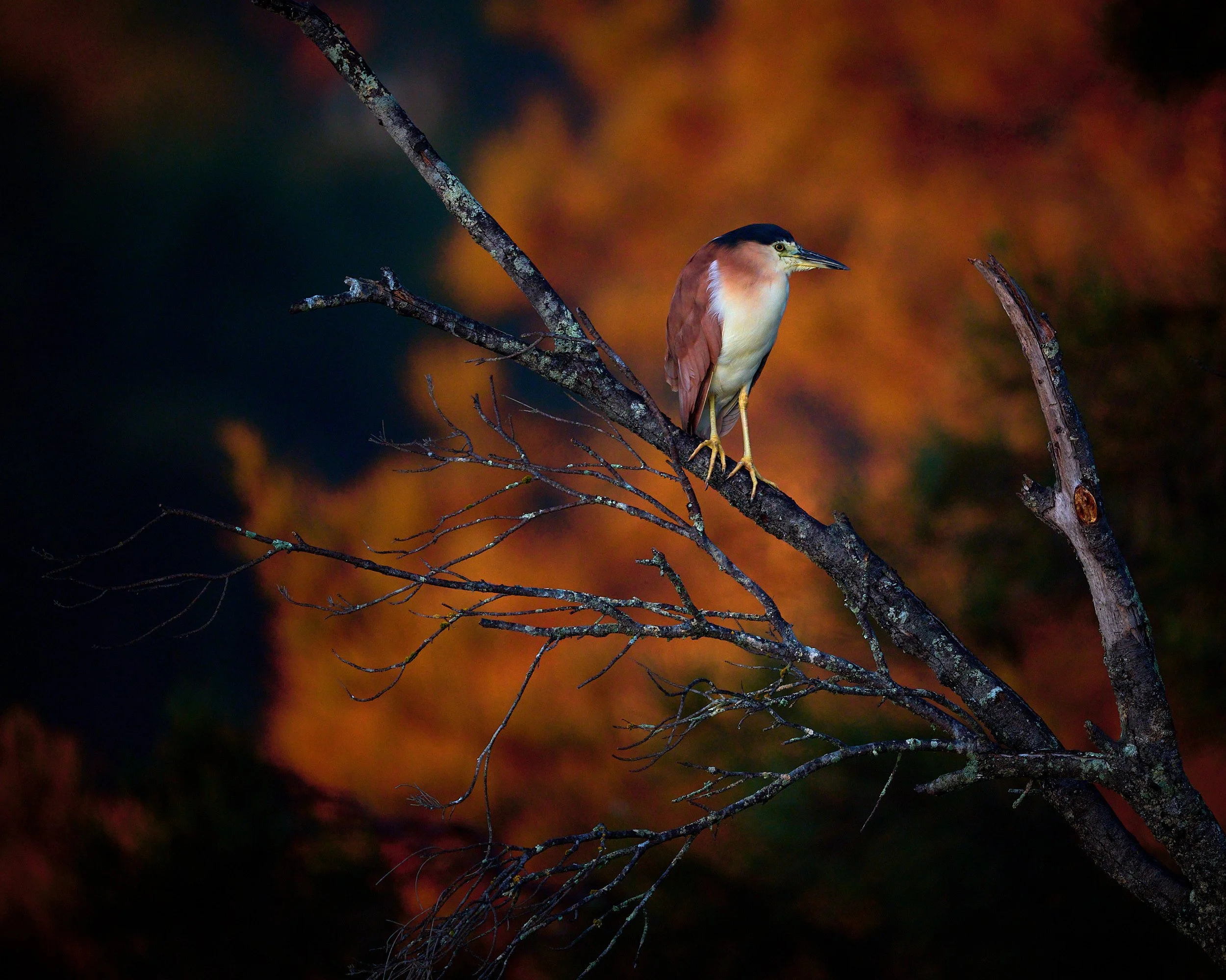 Nankeen Night Heron perched on a tree during sunrise which turns the surrounding tree's bright red