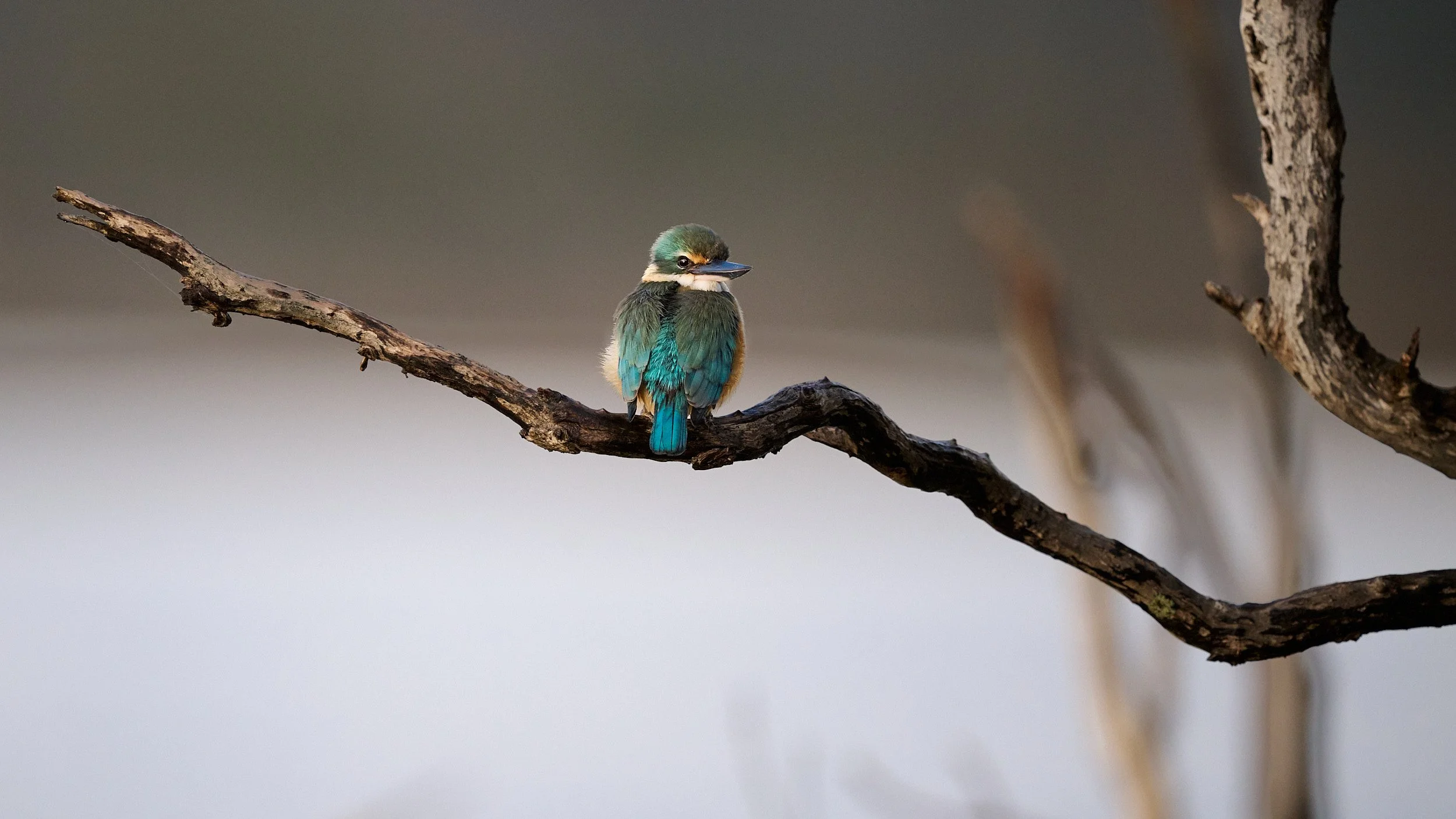 Sacred Kingfisher perched on a branch overlooking water