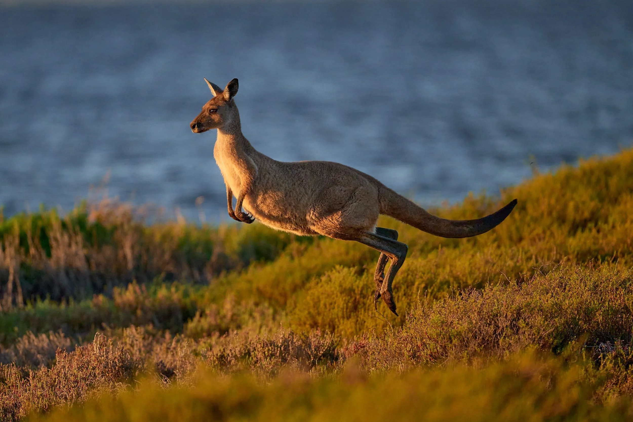 DBP20250926-western grey kangaroo-02.jpg
