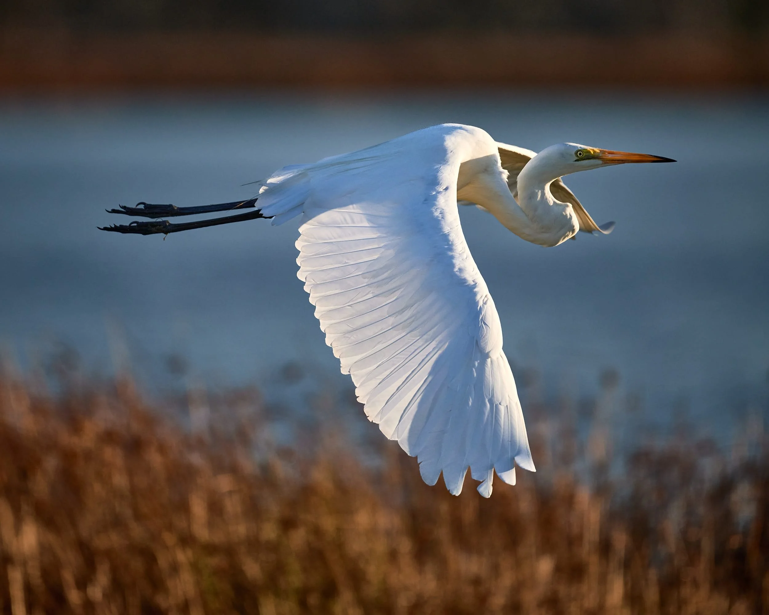 DBP20250116-little egret inflight-01.jpg