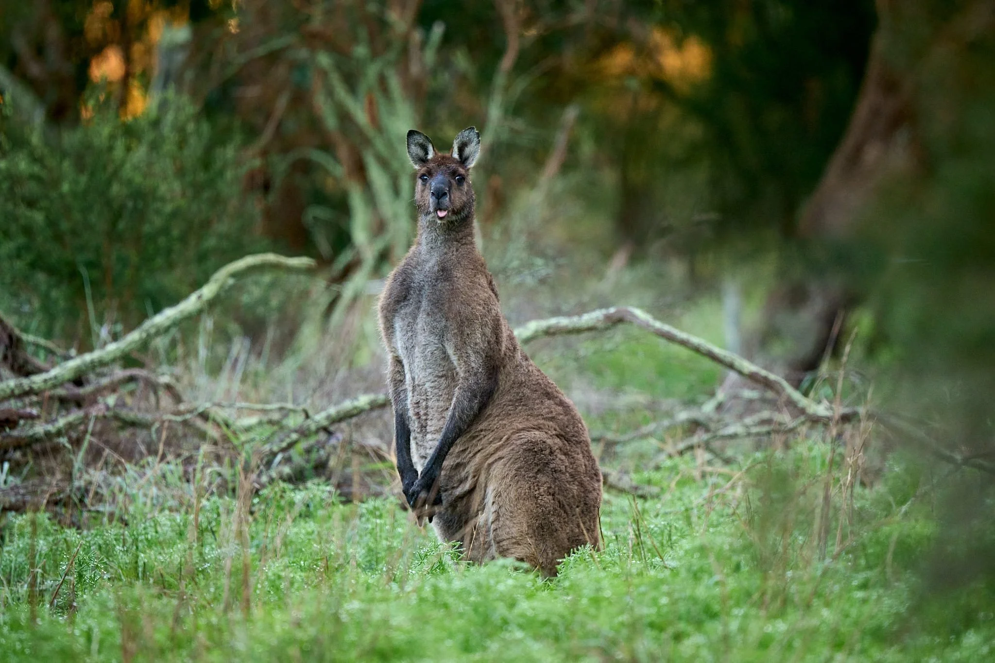 Large male (buck) western grey kangaroo
