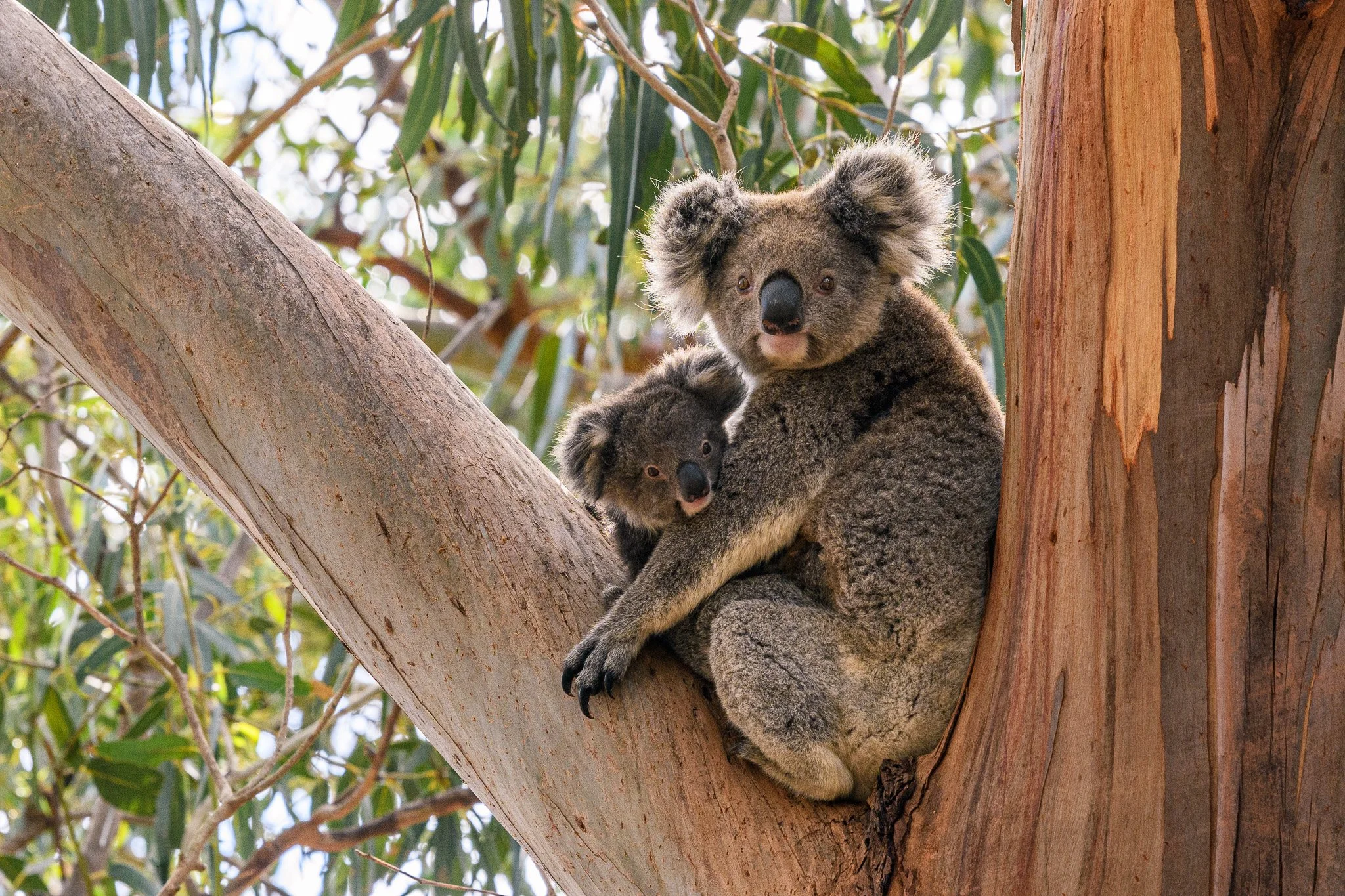 Koala with a joey