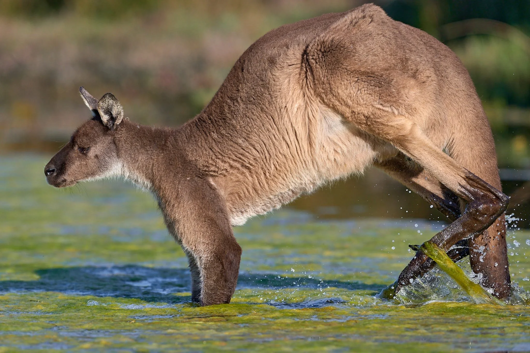 Male western grey kangaroo