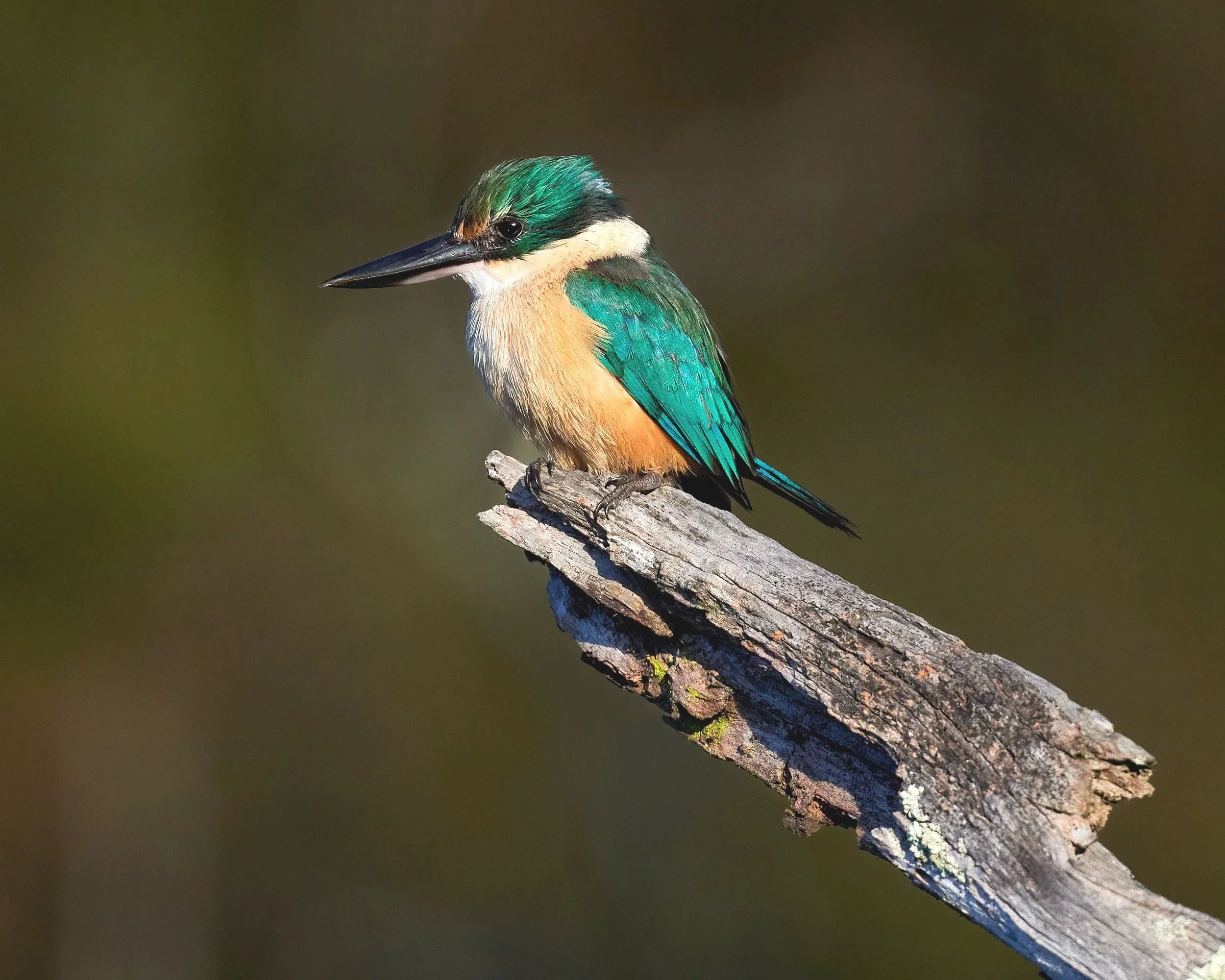 Sacred Kingfisher perched on a dead branch