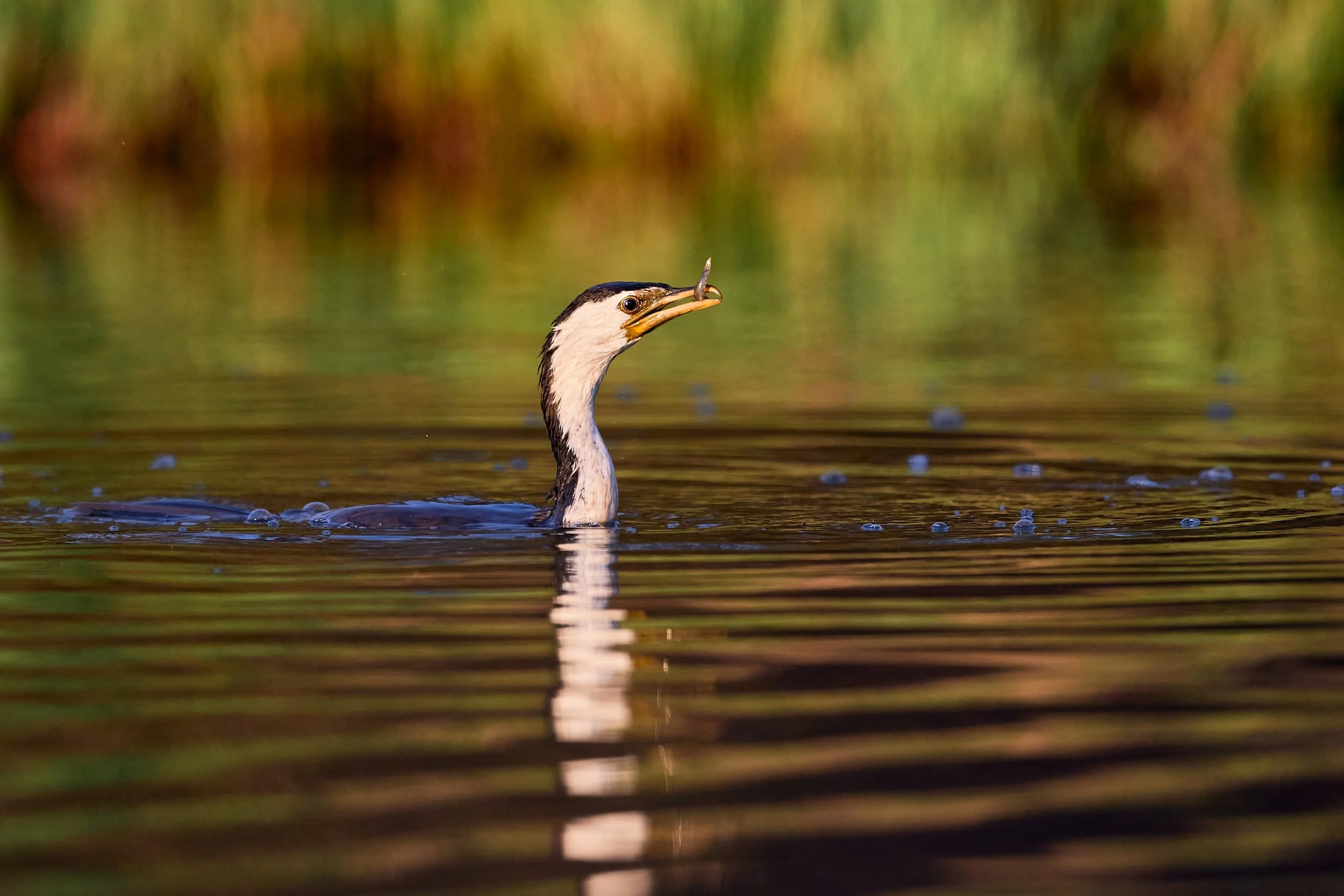 Pied Cormorant Feeding