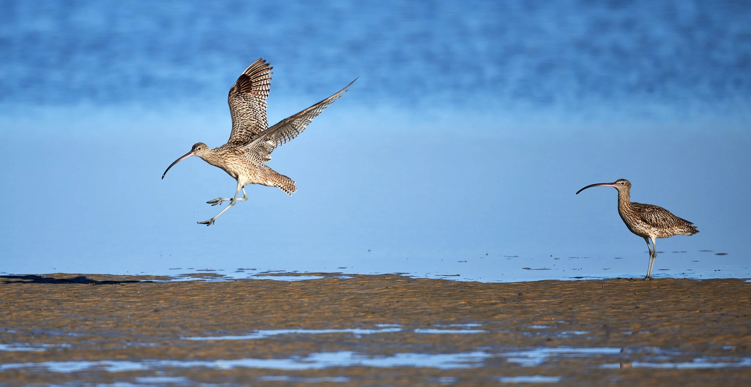 eastern Curlew