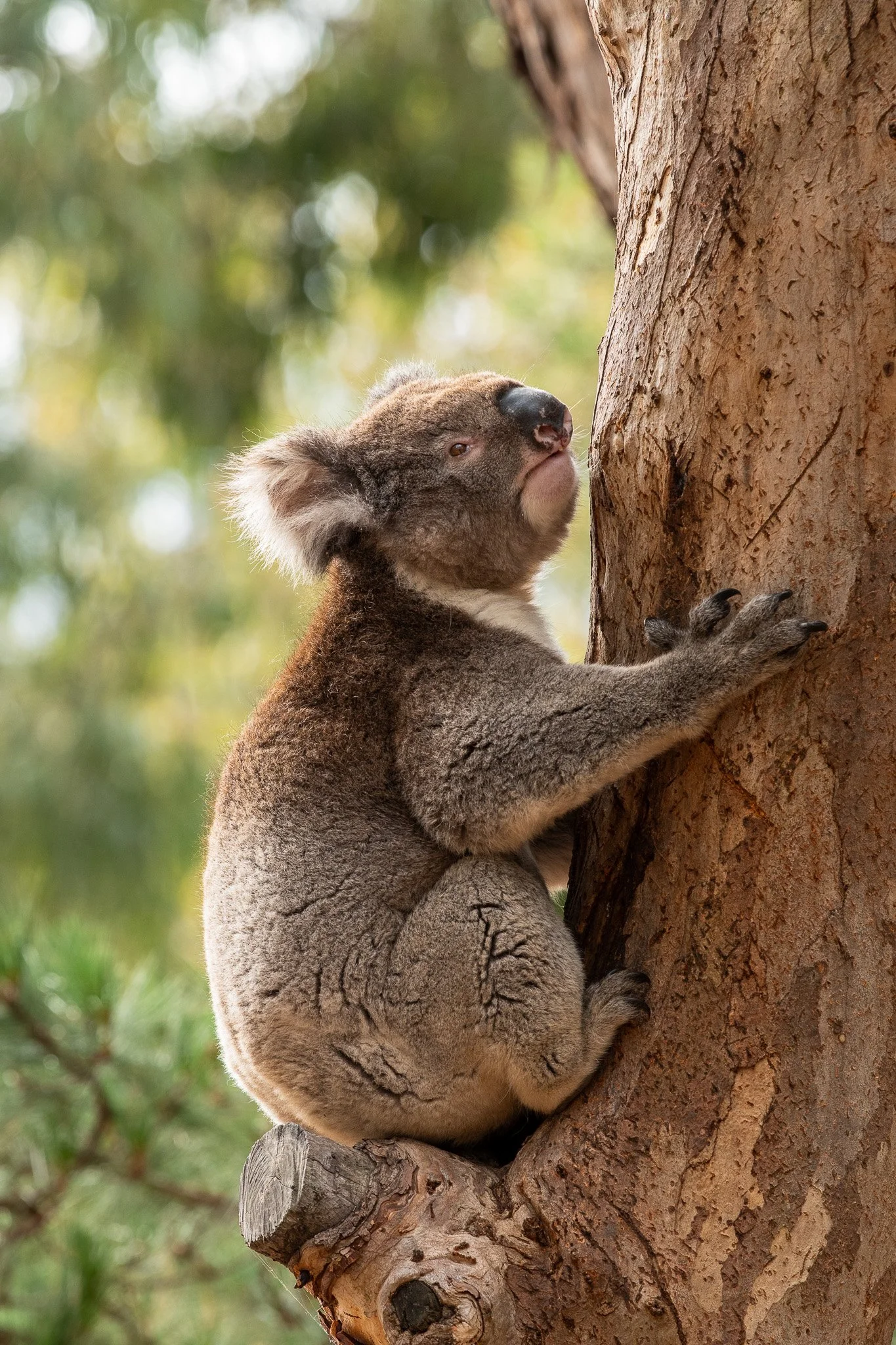 Koala tree climbing