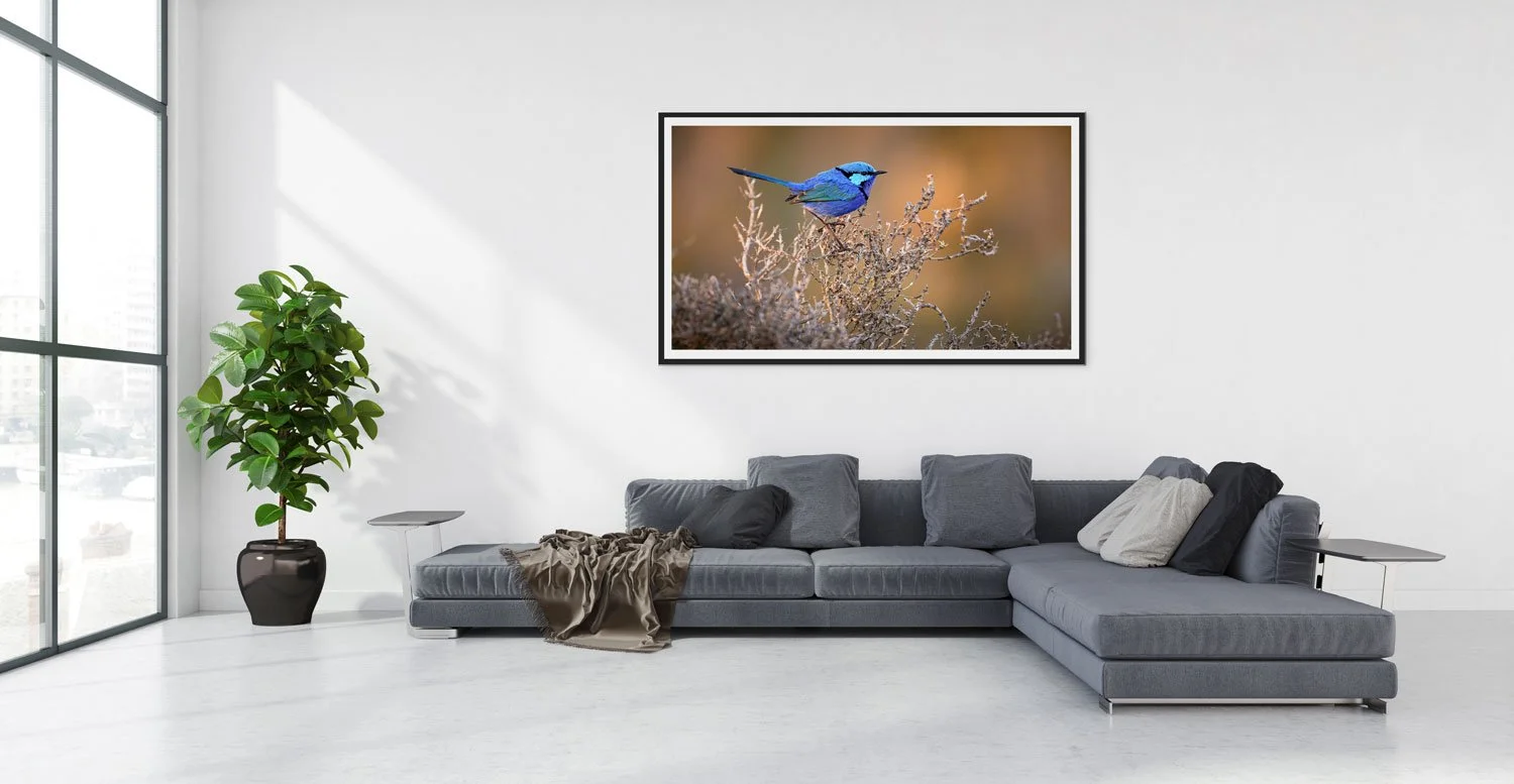 White-Room-fairy-wren.jpg