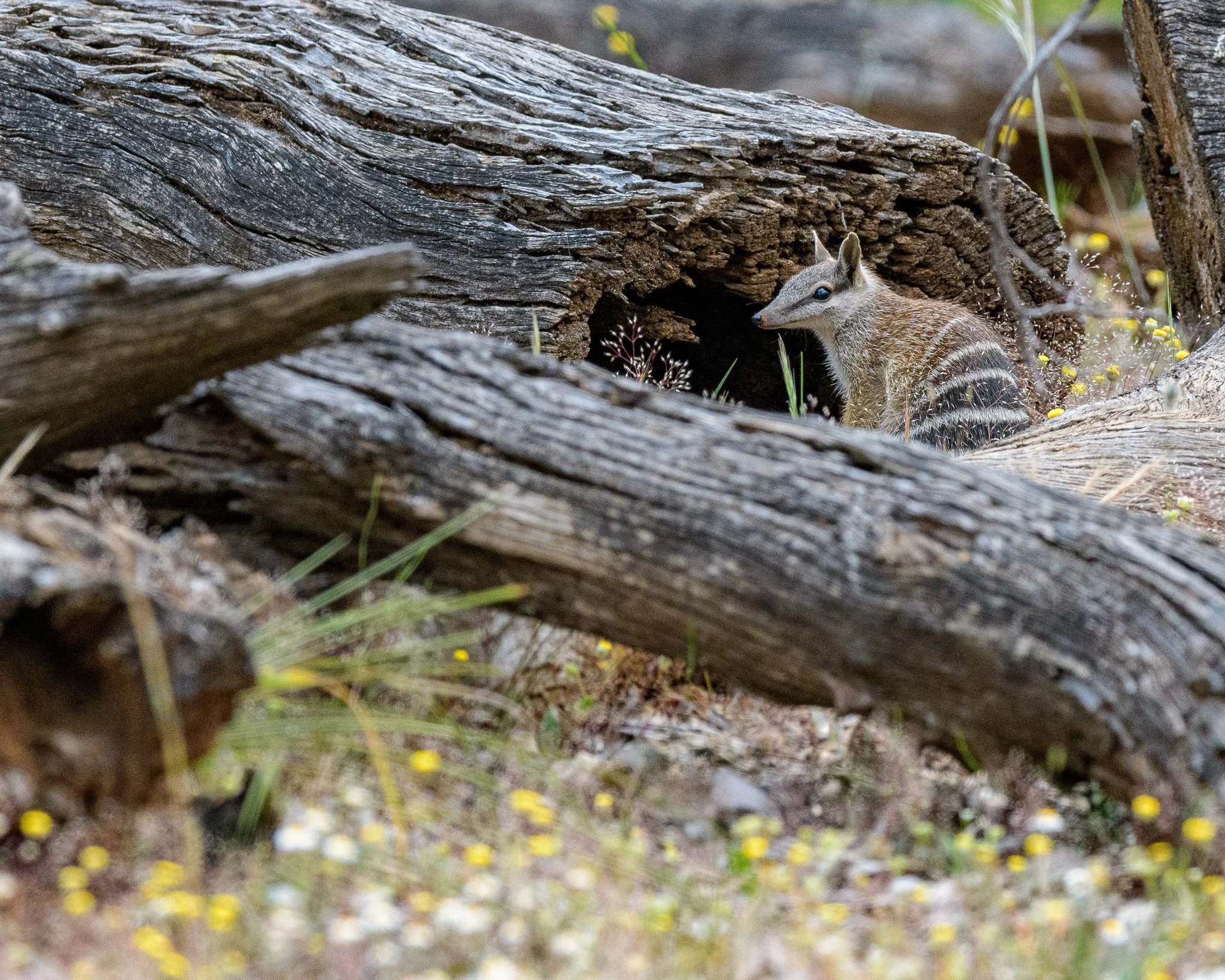 Numbat