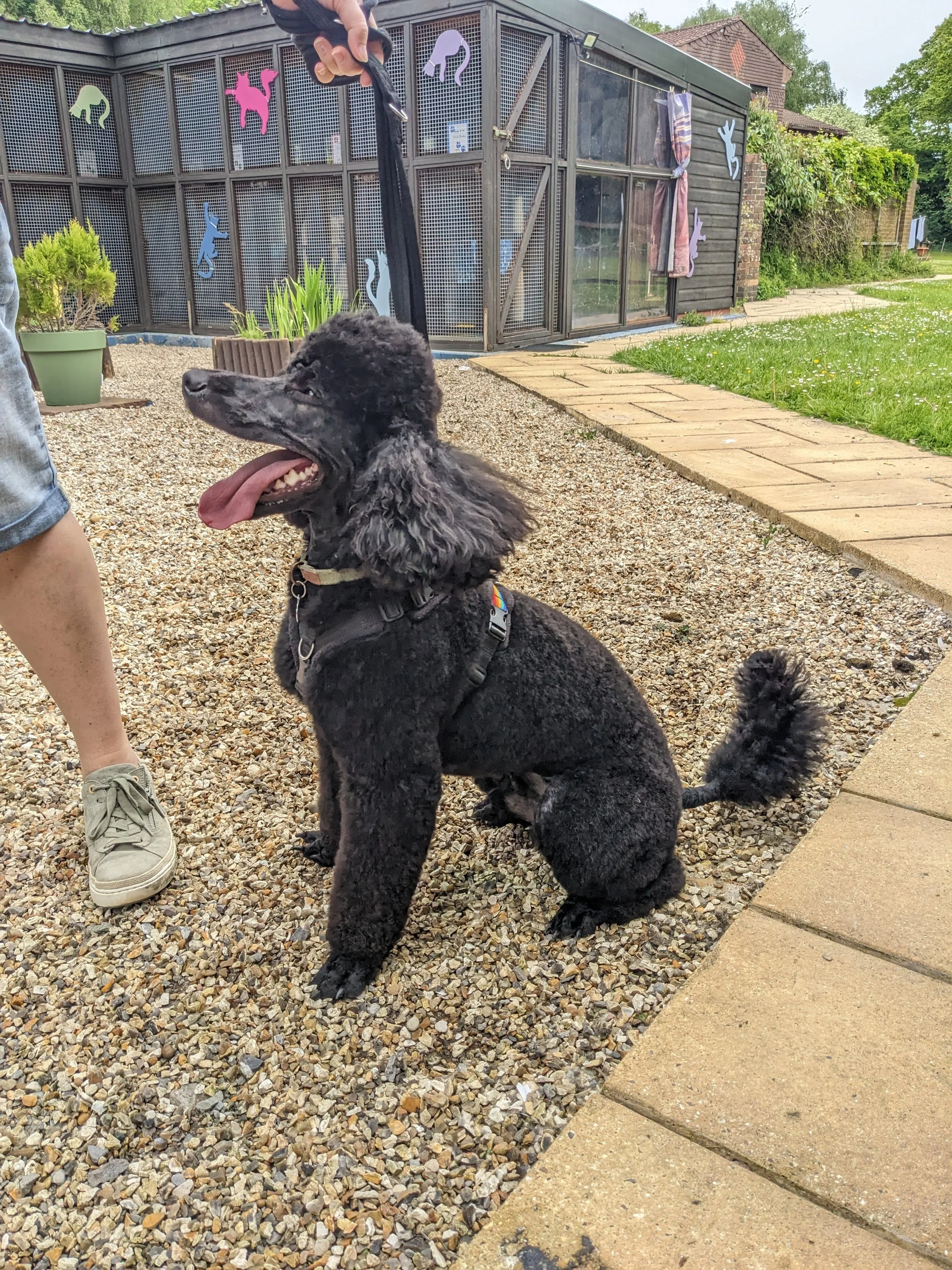 A black poodle sitting on gravel, panting with tongue out, wearing a harness, held by a person in sneakers outdoors with a garden and a shed decorated with colorful animal cutouts in the background.