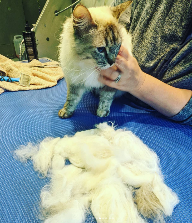 A woman gently scratches a Siamese cat with blue eyes on a blue table at a grooming or veterinary salon. A small white dog is lying on the table in front of the cat, and grooming tools and supplies are visible in the background.