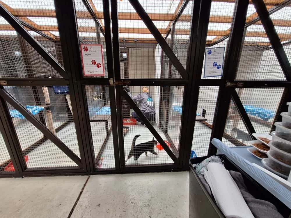 Indoor pet adoption or shelter enclosure with two sections, one with a black-and-white cat inside and another with a person sitting at a table, visible through a wire mesh gate. Food containers and supplies are on a nearby shelf.