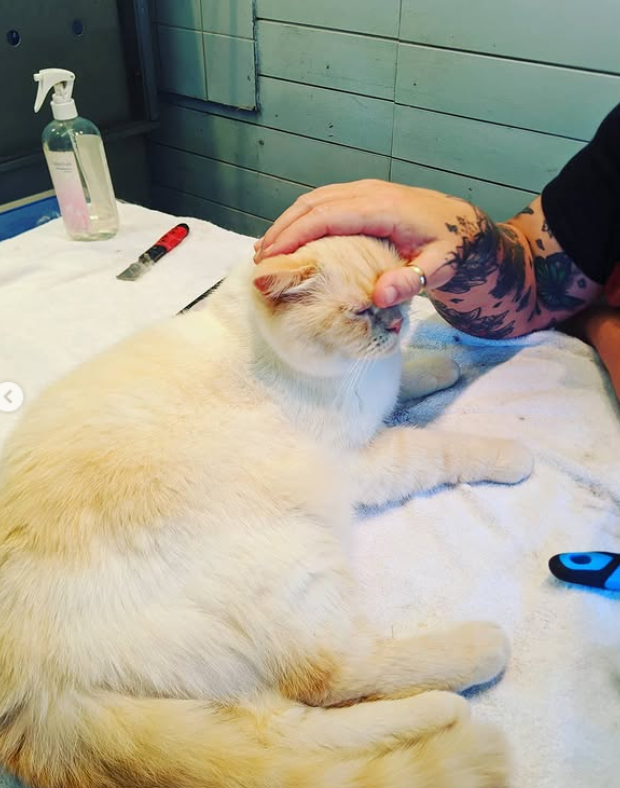 A cream-colored cat receiving a gentle head pat from a person with tattooed arm, in a grooming setting with supplies on a white towel.