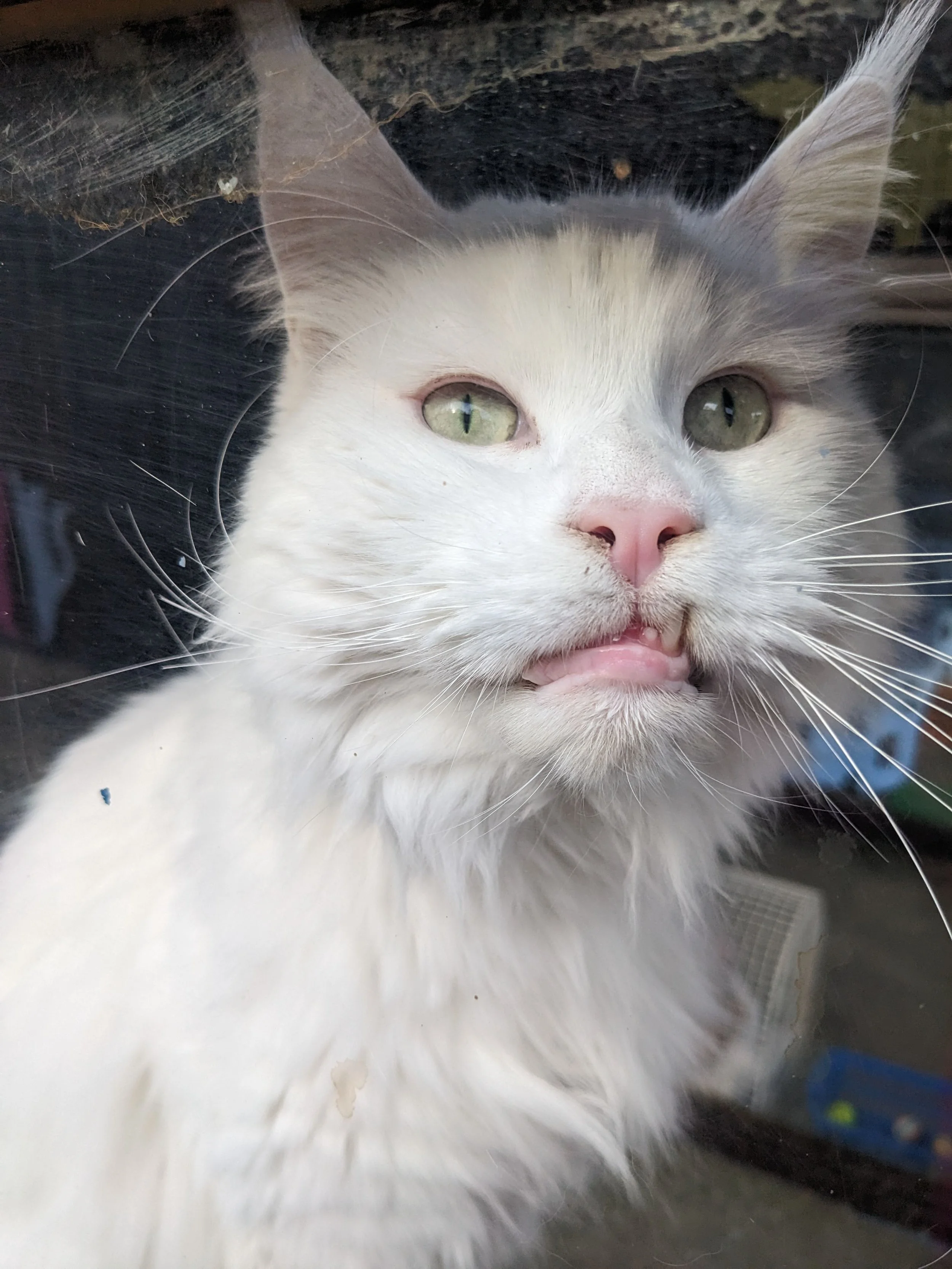 Close-up of a white and gray cat with light green eyes, looking through a glass. The cat's tongue is slightly sticking out.