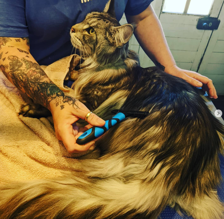 A person with tattoos holding a large, long-haired tabby cat, grooming it with a blue and black grooming brush in a cozy room.