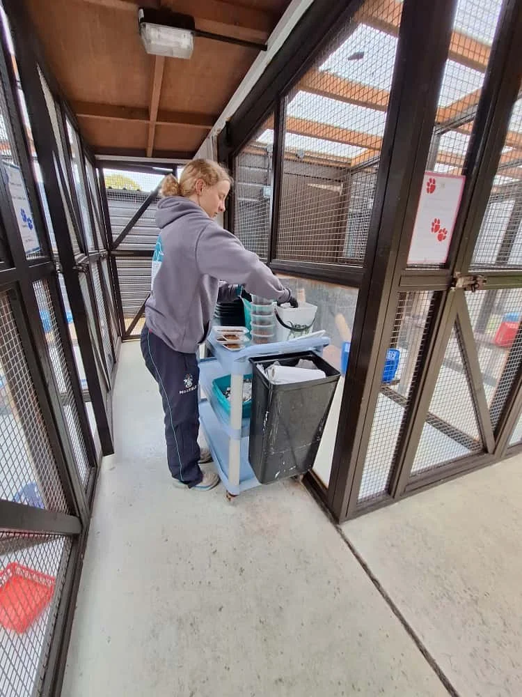A person in a gray hoodie preparing food in an outdoor pet enclosure or kennel area.