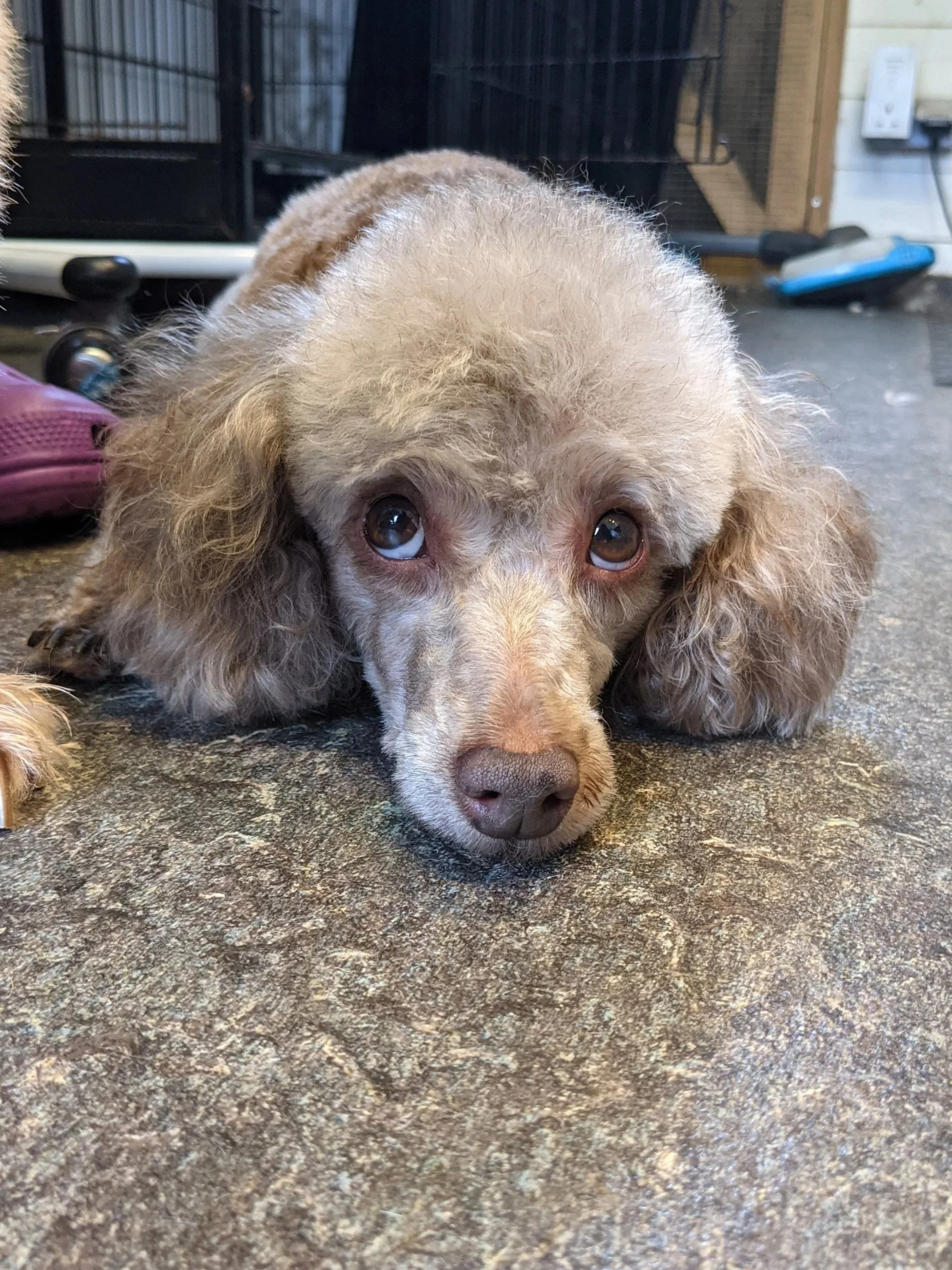 A light brown and cream-colored long-haired dog lying on a textured floor, with floppy ears and loving eyes, looking directly at the camera.