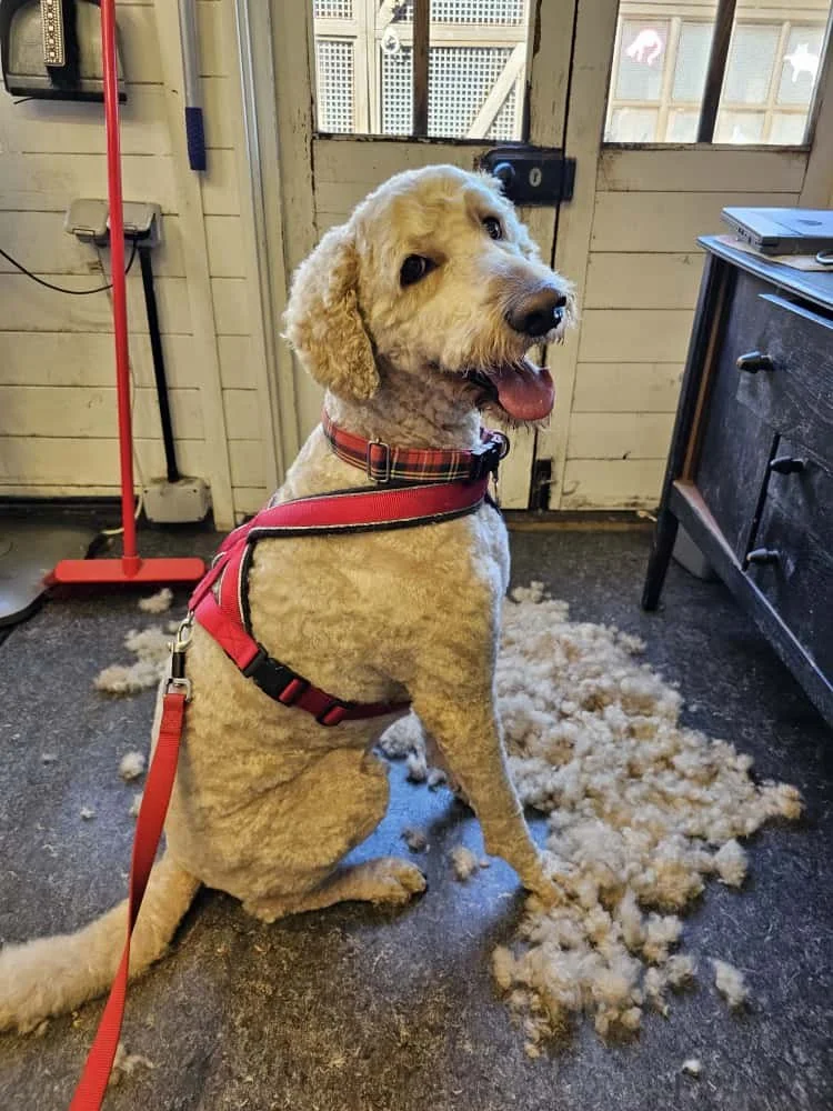 A cute, curly-haired golden doodle dog wearing a red harness and a plaid collar, sitting indoors on a pile of shredded dog fur, with a door and window background.