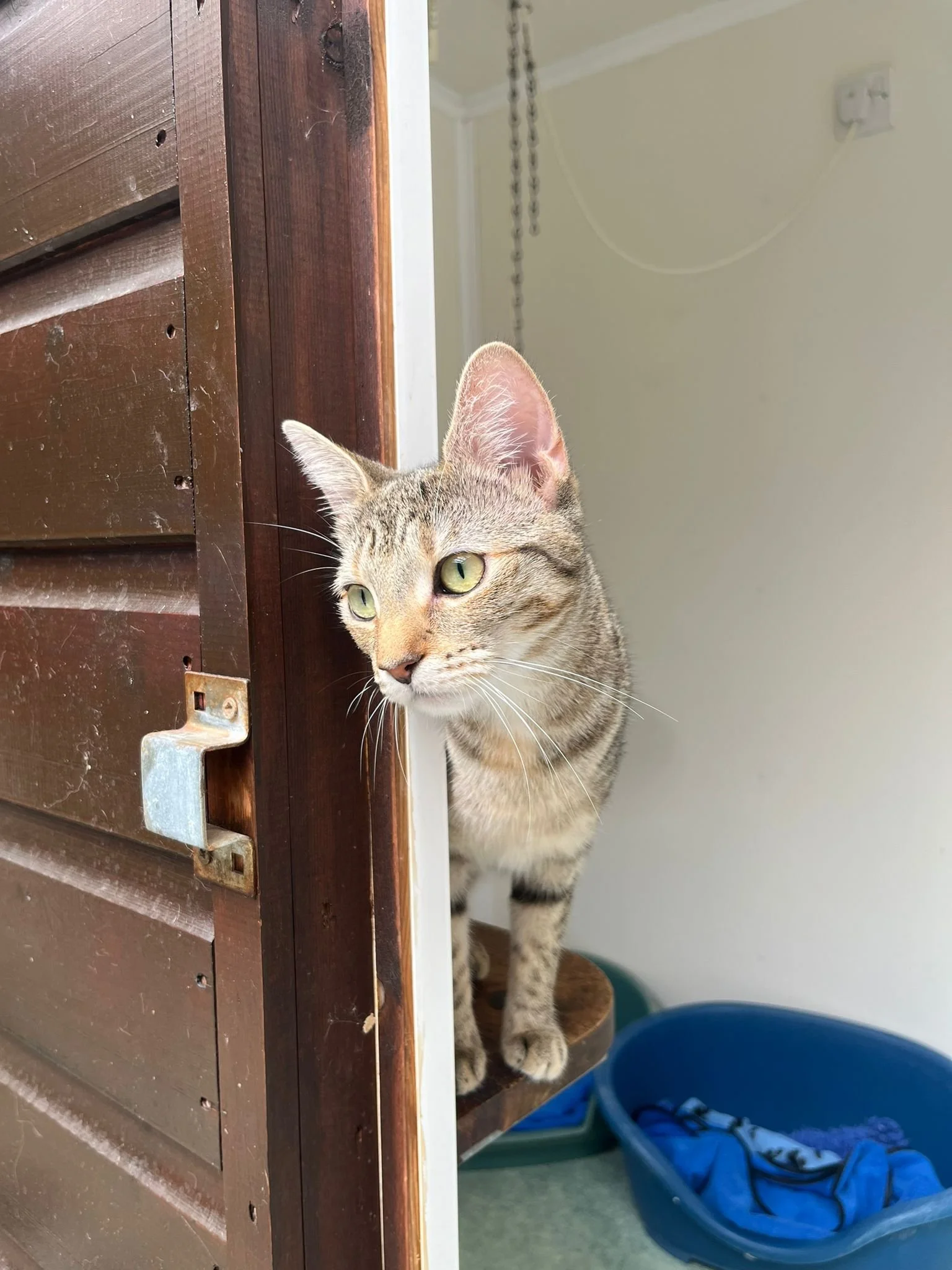 A tabby cat peeking through a partially open wooden door, sitting on a small shelf inside a room with a blue laundry basket in the background.