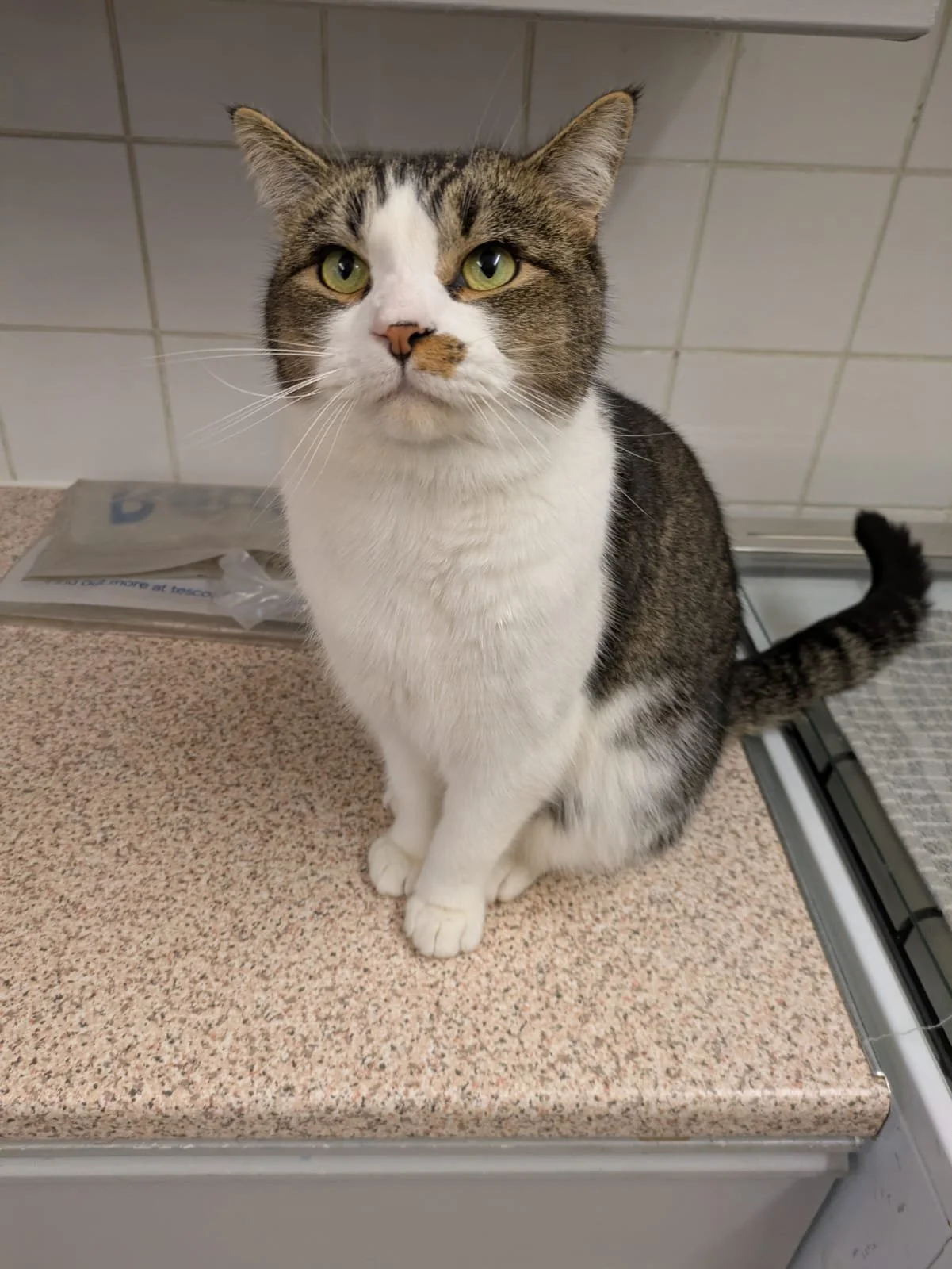 A tabby and white cat sitting on a beige countertop in a home, looking directly at the camera with green eyes.
