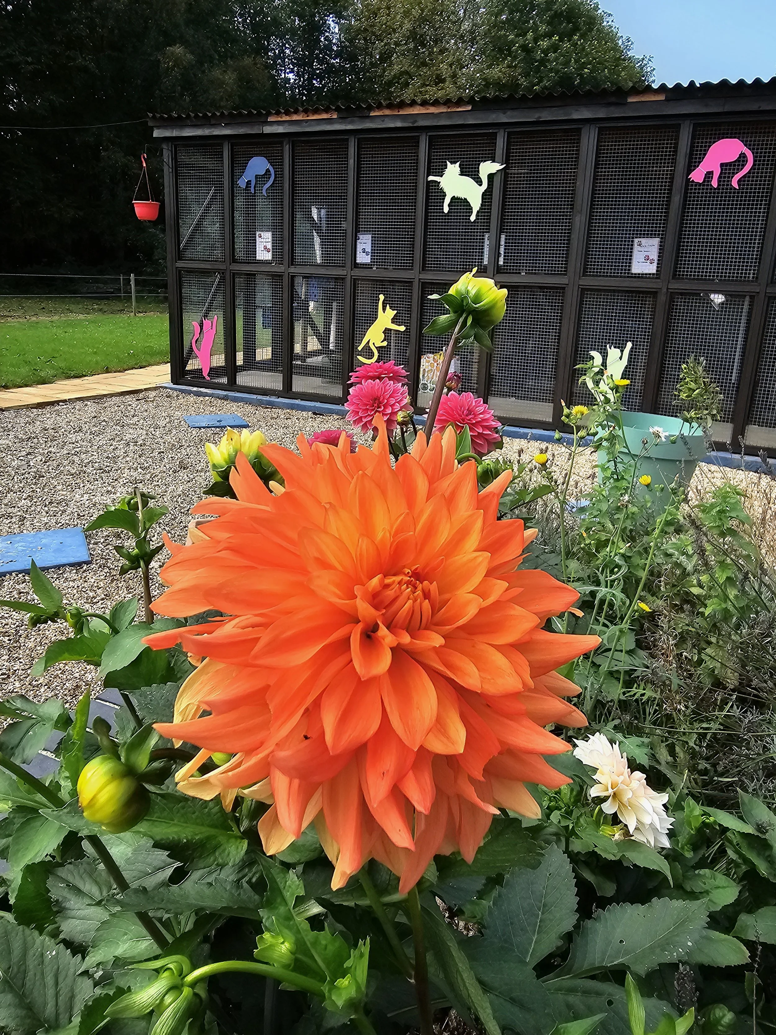 A colorful garden with large orange, pink, and white flowers in the foreground. Behind the flowers, there is a black metal enclosure with mesh panels decorated with colorful paper cutouts of animals. The enclosure is set outdoors on a gravel surface with grass and trees in the background.