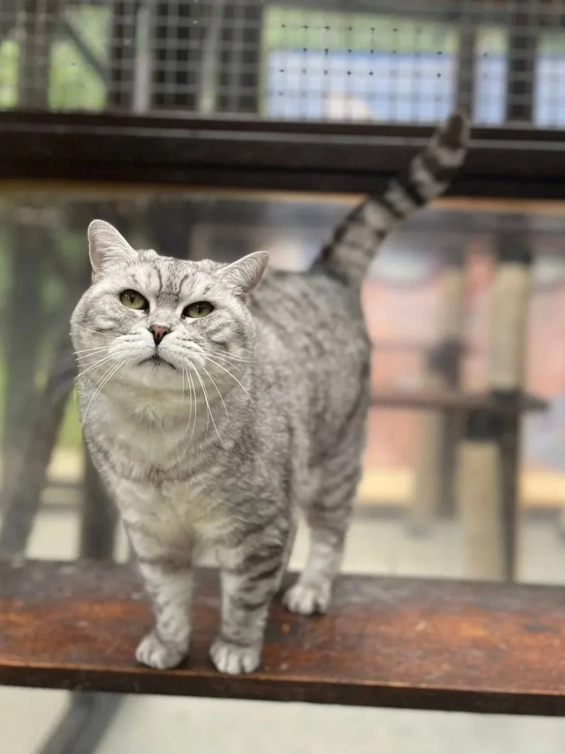 Gray tabby cat with green eyes standing on a wooden platform at an animal shelter, looking at the camera.