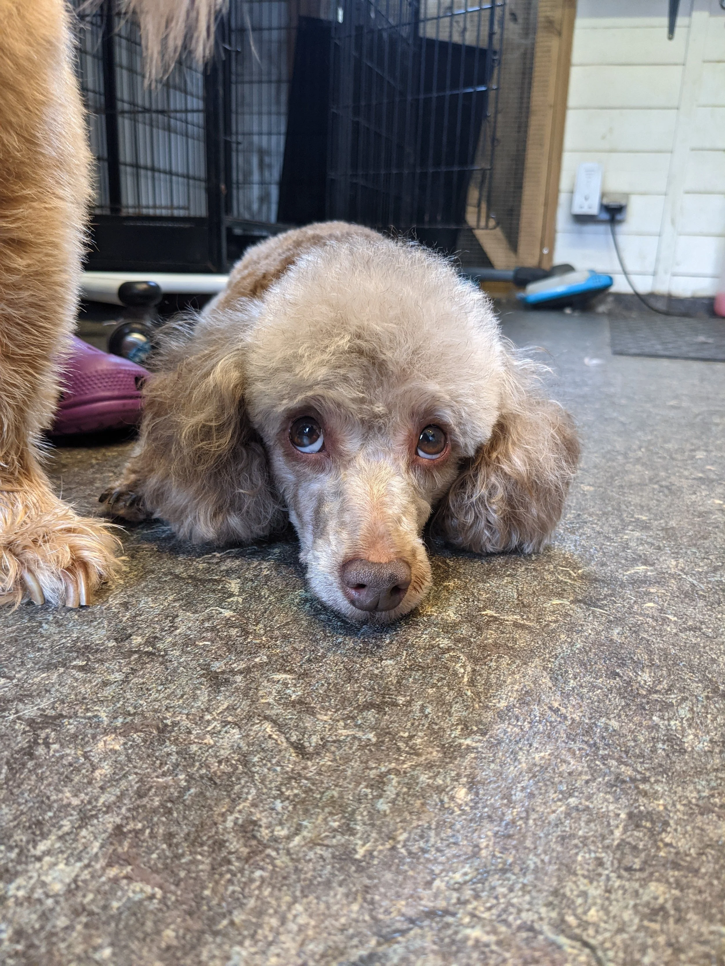 A cute, light brown puppy with long, floppy ears lying on a textured floor, looking up at the camera.