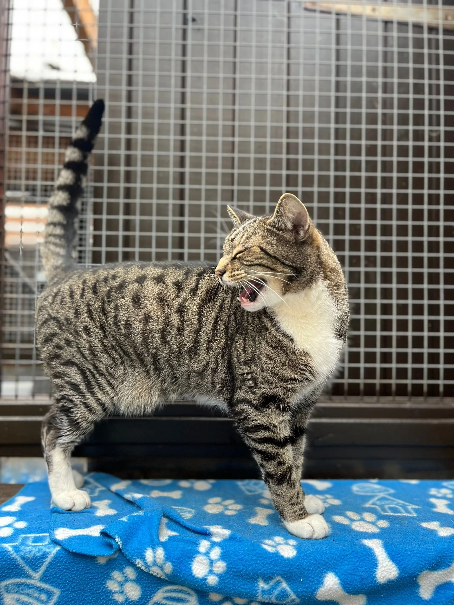 Gray tabby cat with white paws and chest standing on blue blanket with paw print pattern inside a cage, mid-yawn.