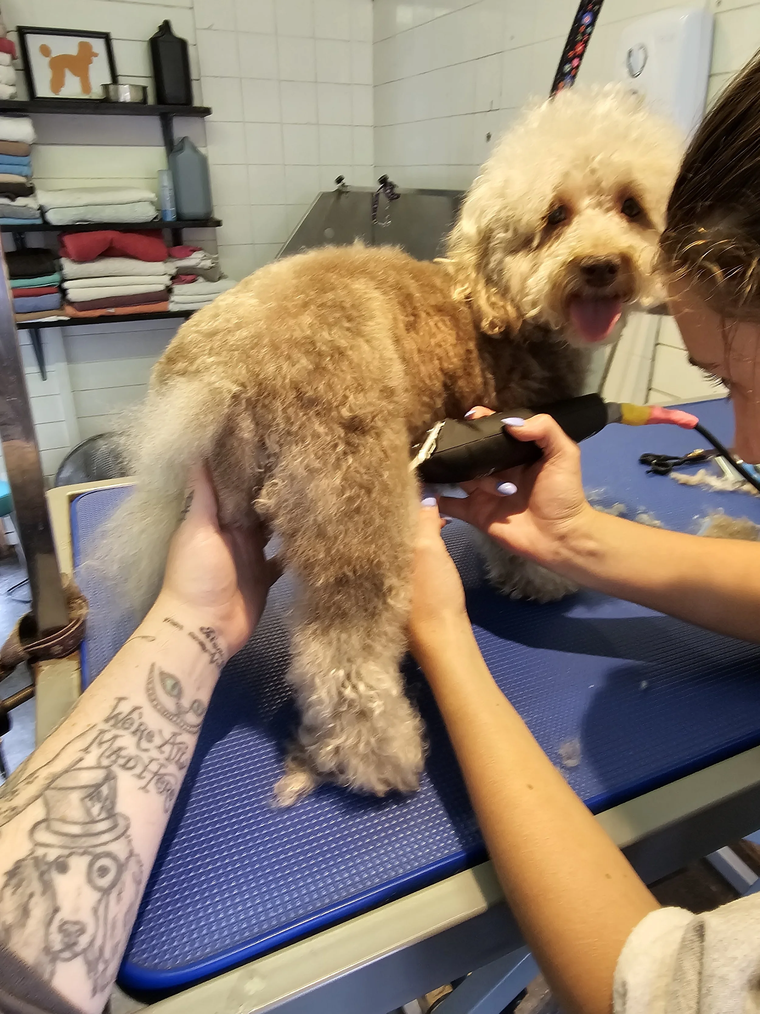 A groomer trims a small, fluffy dog with curly fur on a grooming table, with a person holding the dog steady while another uses clippers. The dog has blonde and gray fur and looks happy.