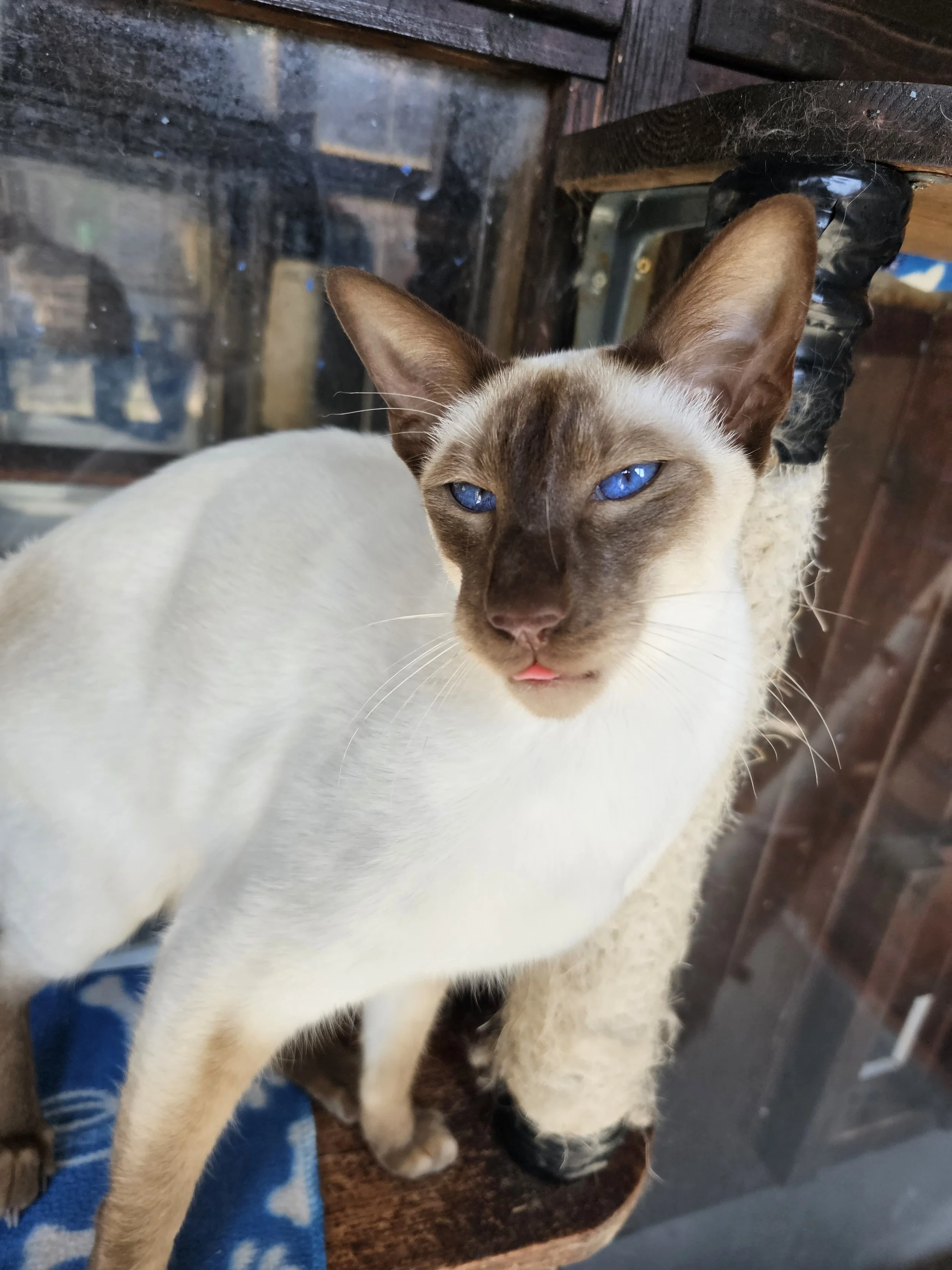 Close-up of a Siamese cat with blue eyes and a pink tongue sticking out, standing on a wooden surface near a glass enclosure.