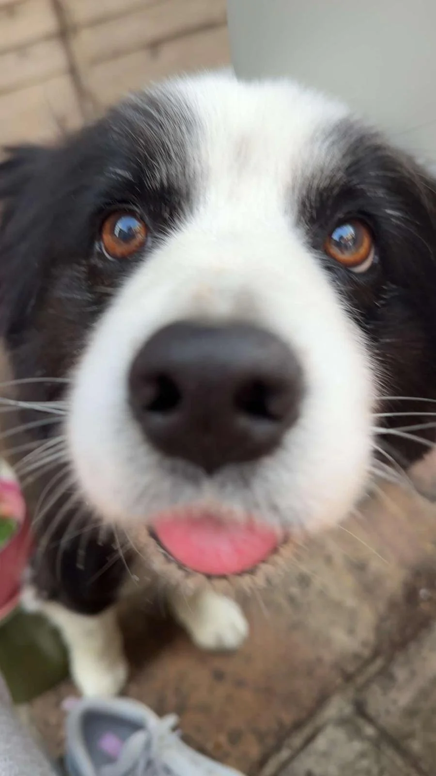 Close-up of a black and white dog with brown eyes and a pink tongue sticking out.