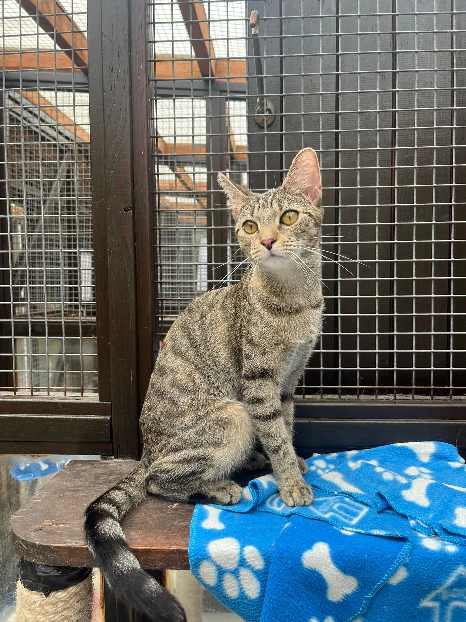 A tabby cat with yellow eyes sitting on a wooden platform in front of a metal cage. The cat is looking to the side, and there is a blue blanket with white paw prints and bones on it.