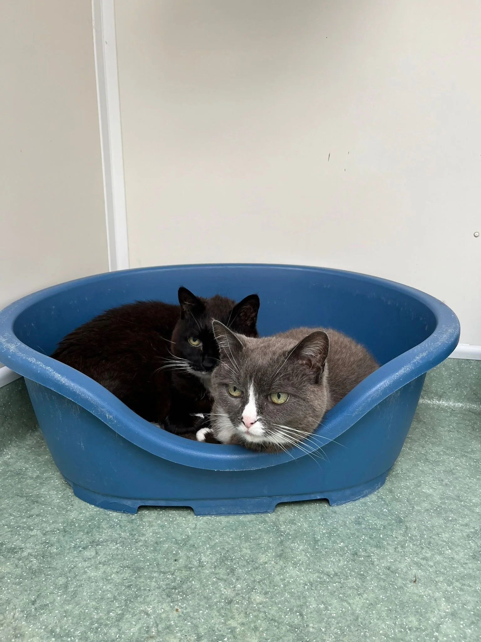 Two cats lying together in a blue plastic pet bed on a green carpet.