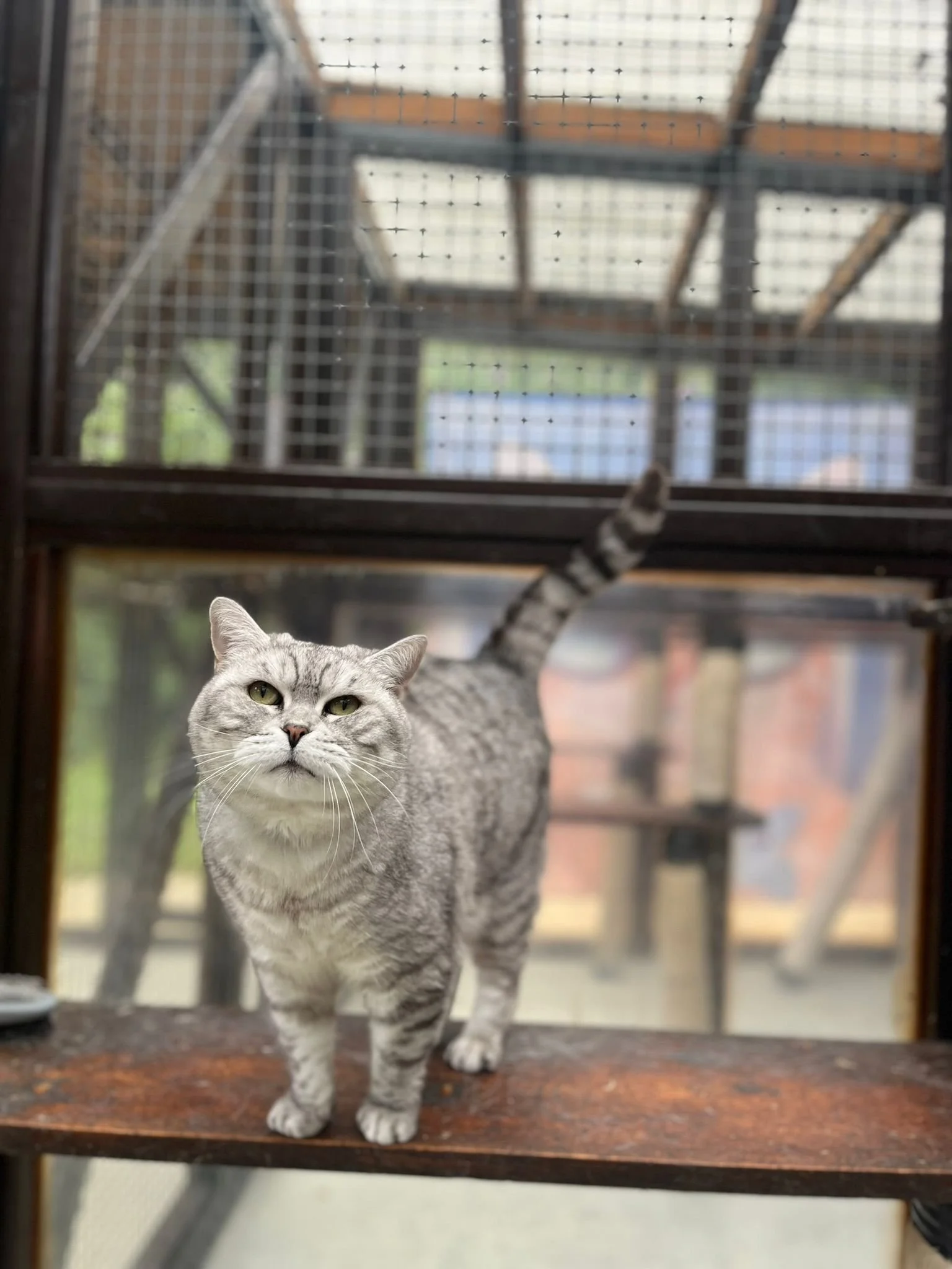 Gray tabby cat standing on a wooden perch inside a cage with wire mesh, looking at the camera with a curious expression.