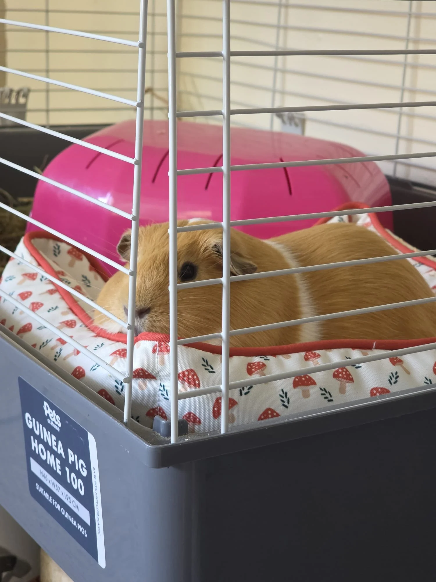 A small cage with a guinea pig laying on a patterned blanket, a pink hide, and a water bottle, with a label indicating it is suitable for guinea pigs.