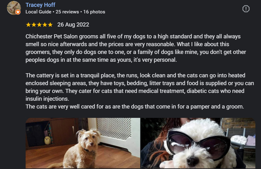 Photo of a small white dog wearing large black sunglasses.