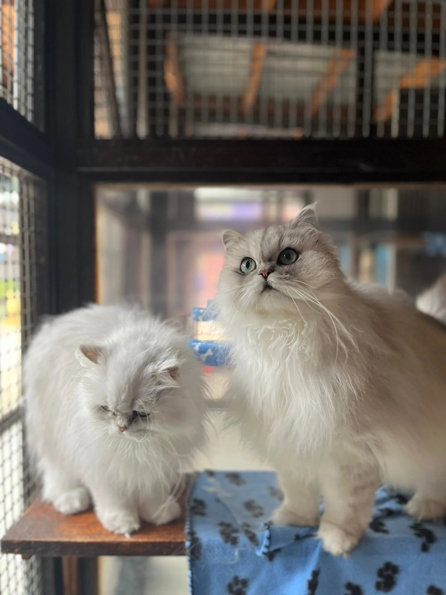 Two fluffy cats inside a cage on a wooden platform, with a fabric featuring paw prints underneath. One cat has light cream-colored fur with blue eyes, looking up, and the other has slightly darker cream fur with closed eyes, seated beside the first c