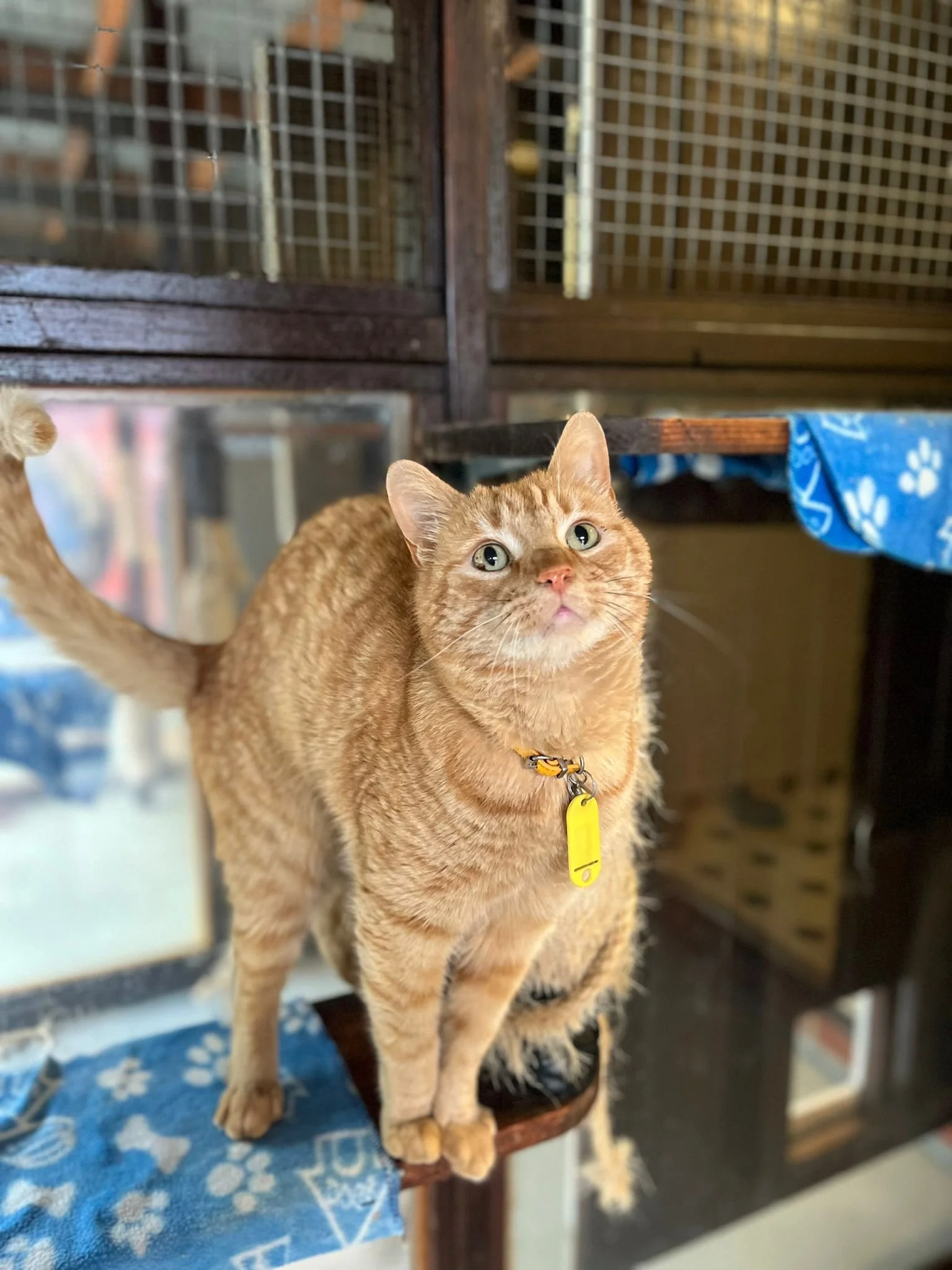 An orange tabby cat with green eyes standing on a wooden perch inside a room with wooden cages in the background. The cat is wearing a yellow collar with a yellow tag.