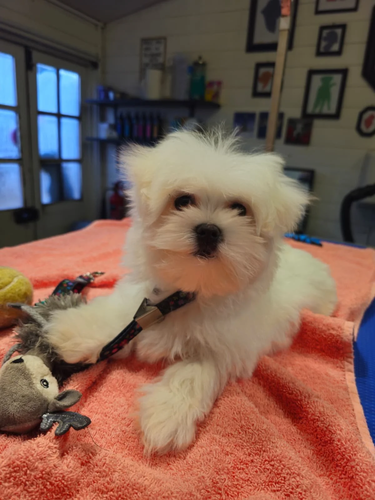 A fluffy white puppy with dark eyes lying on a pink towel with toys nearby in a room with framed pictures on the wall.